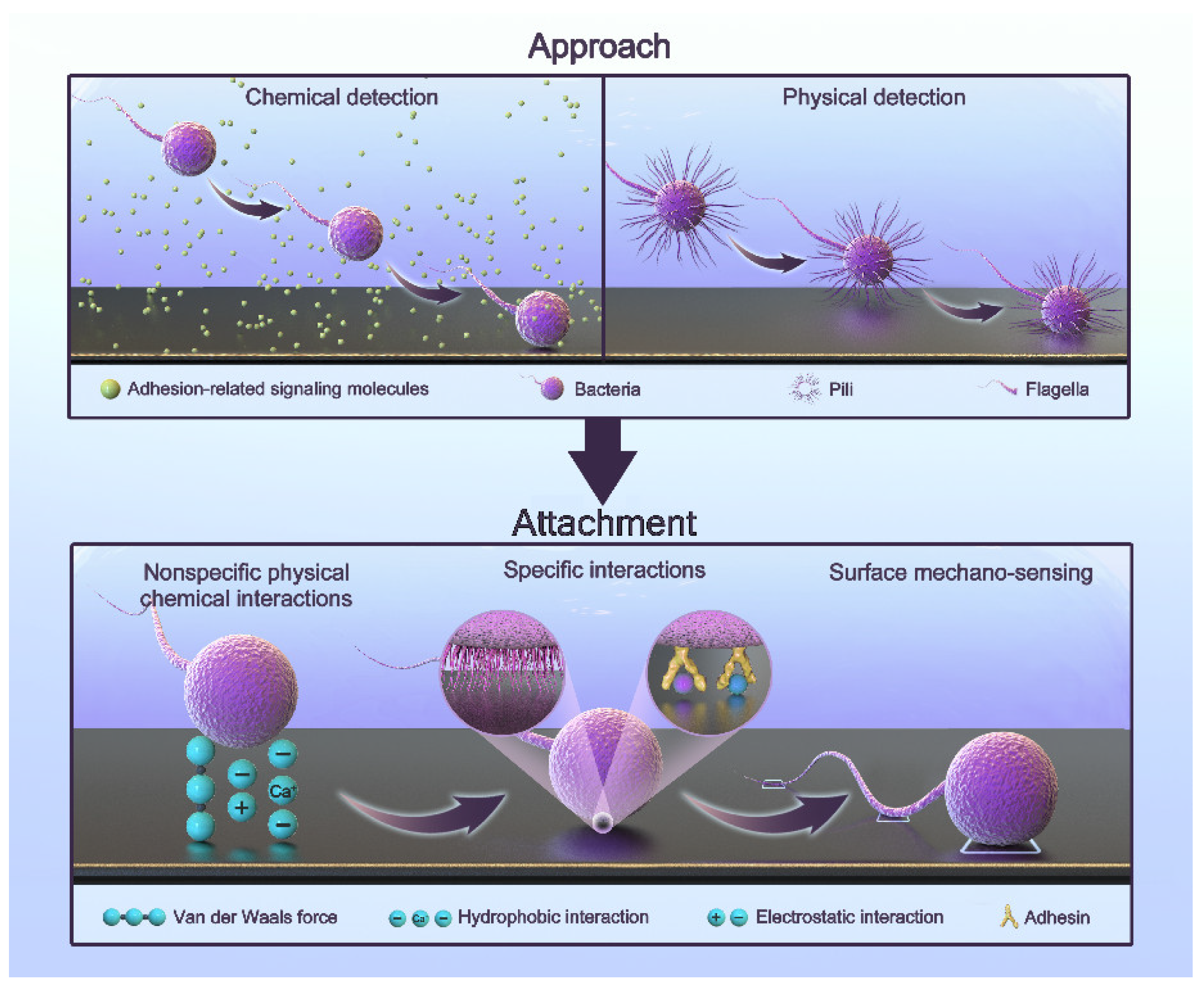JFB Free FullText Antibacterial Adhesion Strategy for Dental