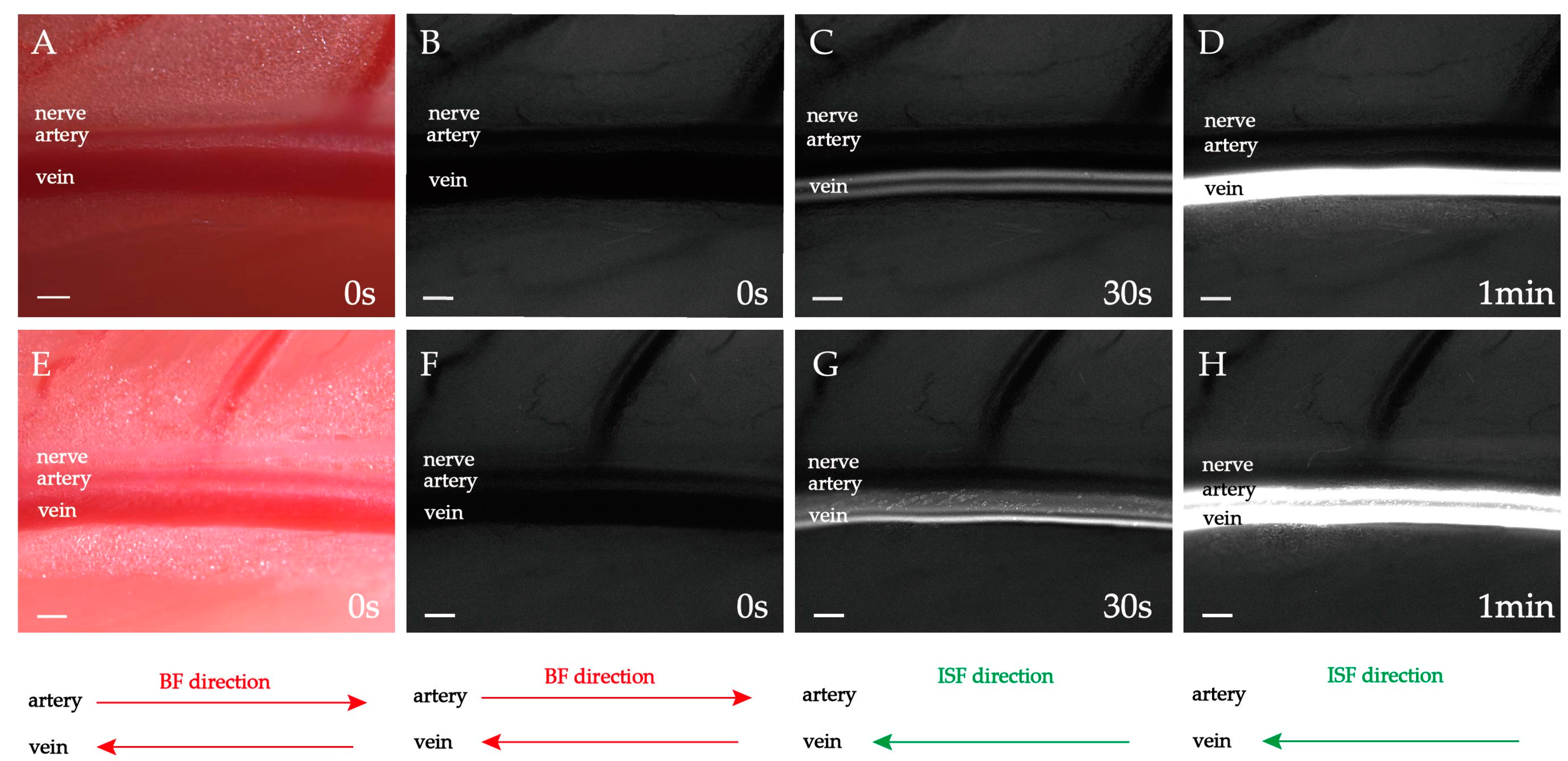 Jfb 13 00172 g004 Jfb 13 00172 g004