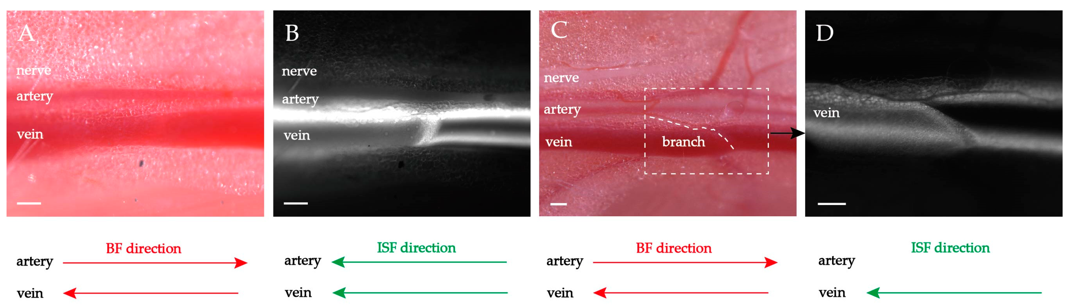 Jfb 13 00172 g005 Jfb 13 00172 g005