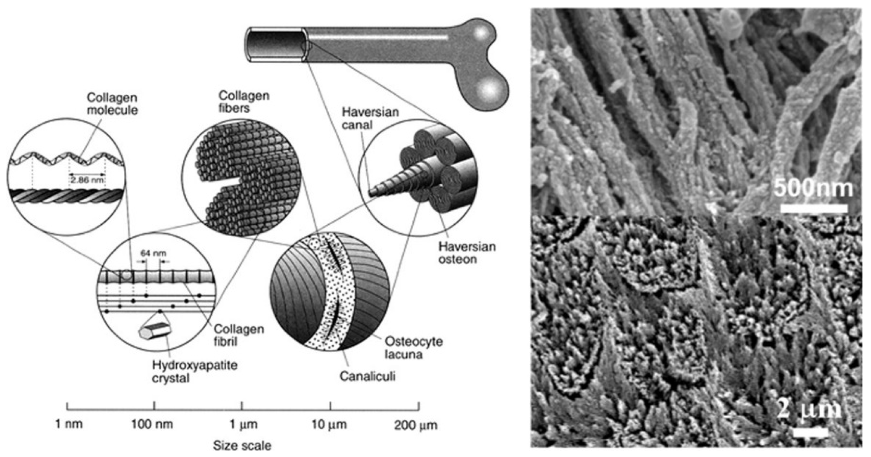 Jfb 13 00187 g002 Jfb 13 00187 g002