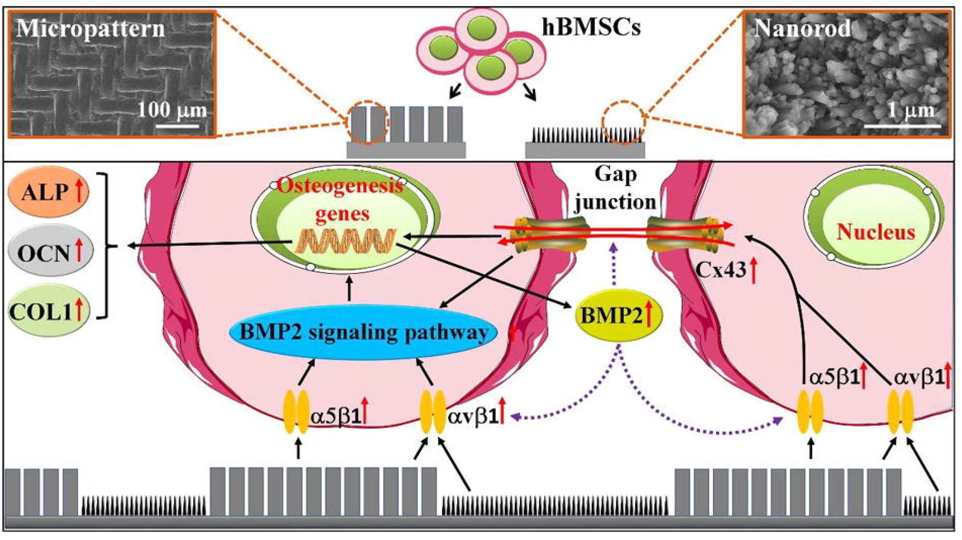 Jfb 13 00187 g013 Jfb 13 00187 g013