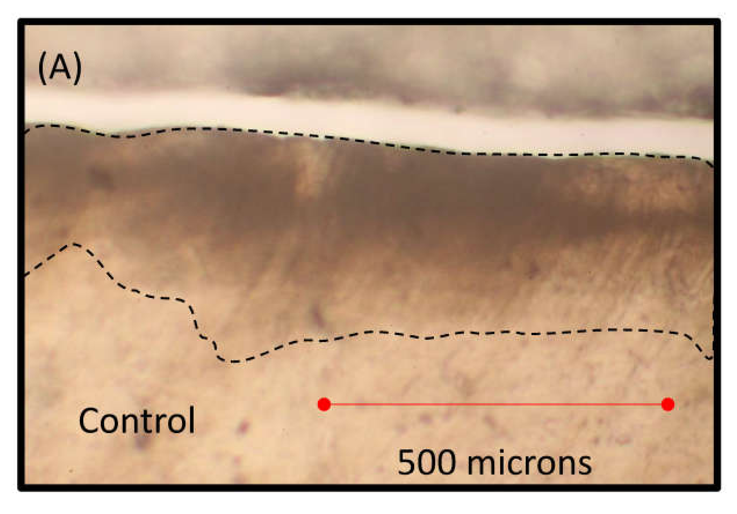 Jfb 13 00191 g003a Jfb 13 00191 g003a