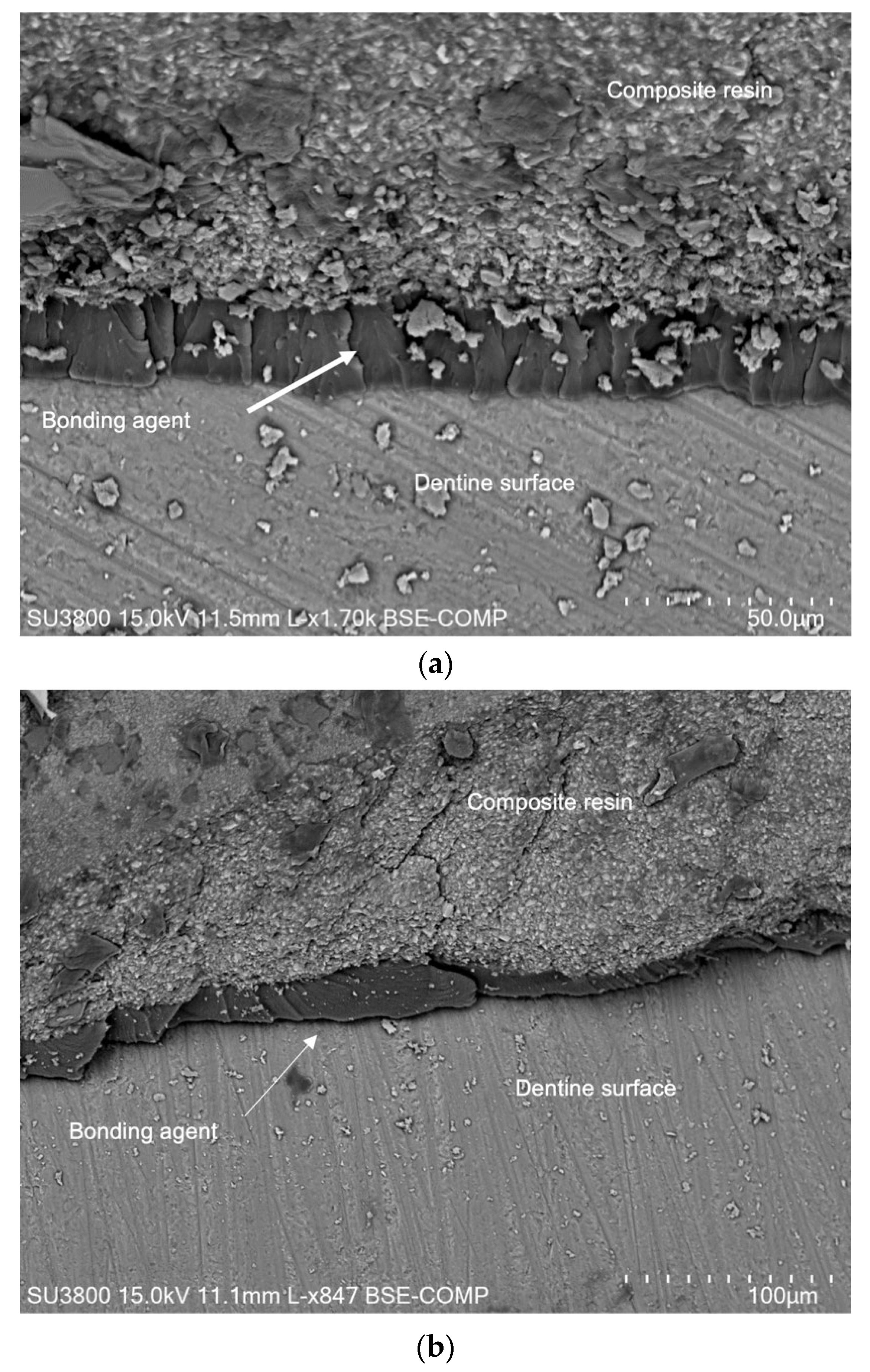 Jfb 13 00209 g008 Jfb 13 00209 g008