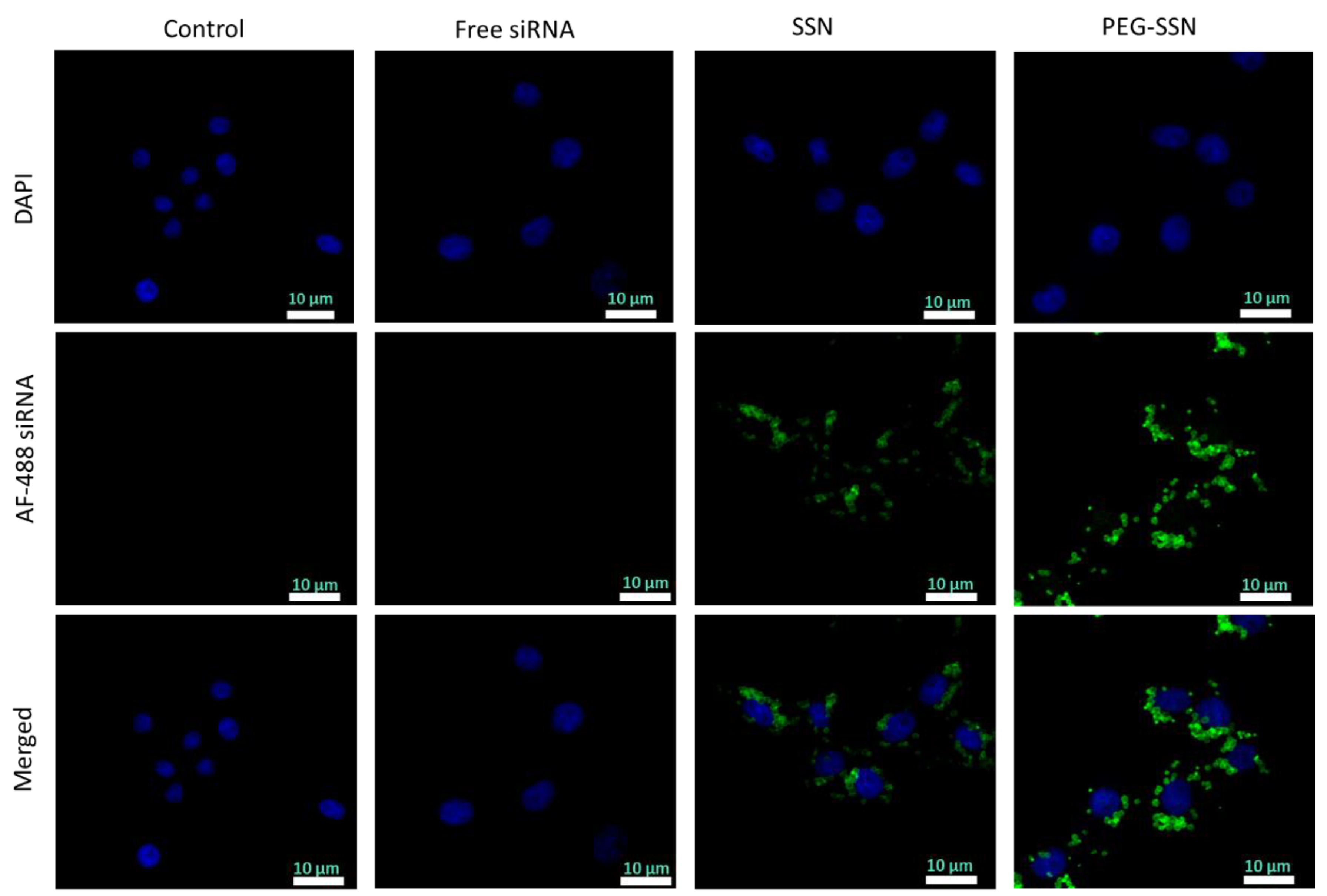 Jfb 13 00211 g006 Jfb 13 00211 g006