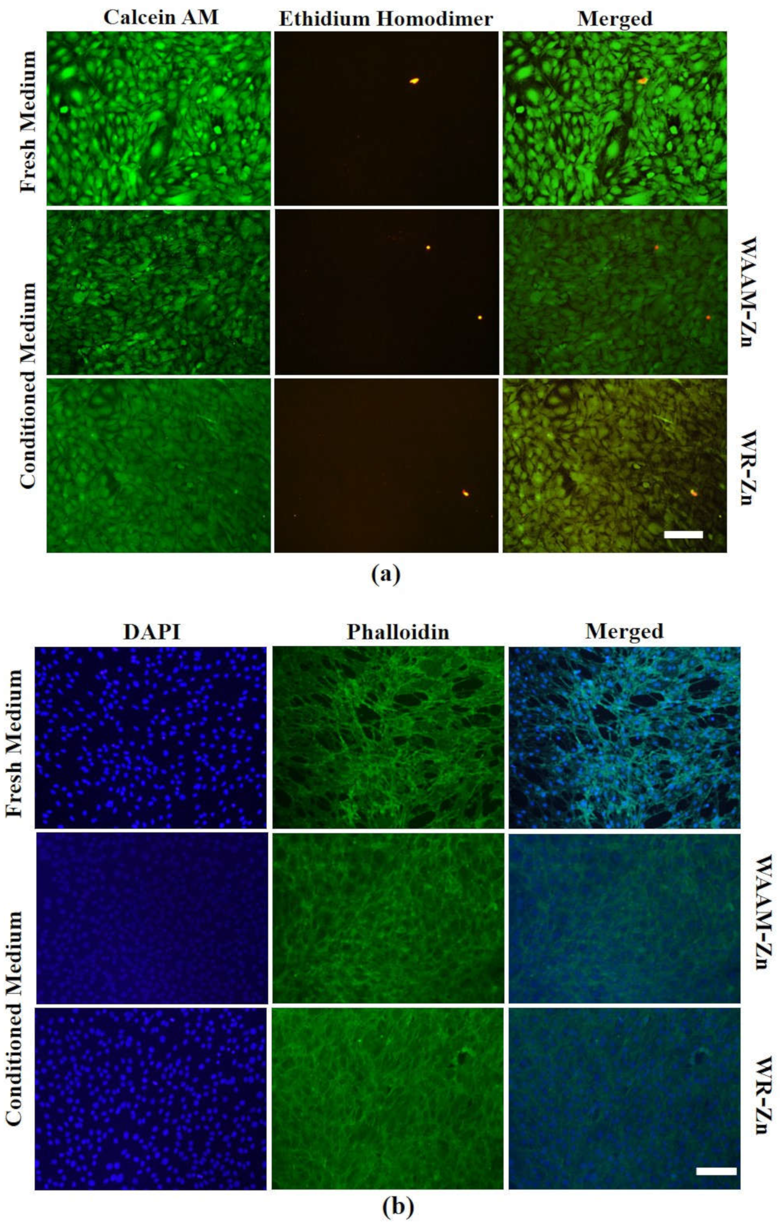 Jfb 13 00212 g005 Jfb 13 00212 g005