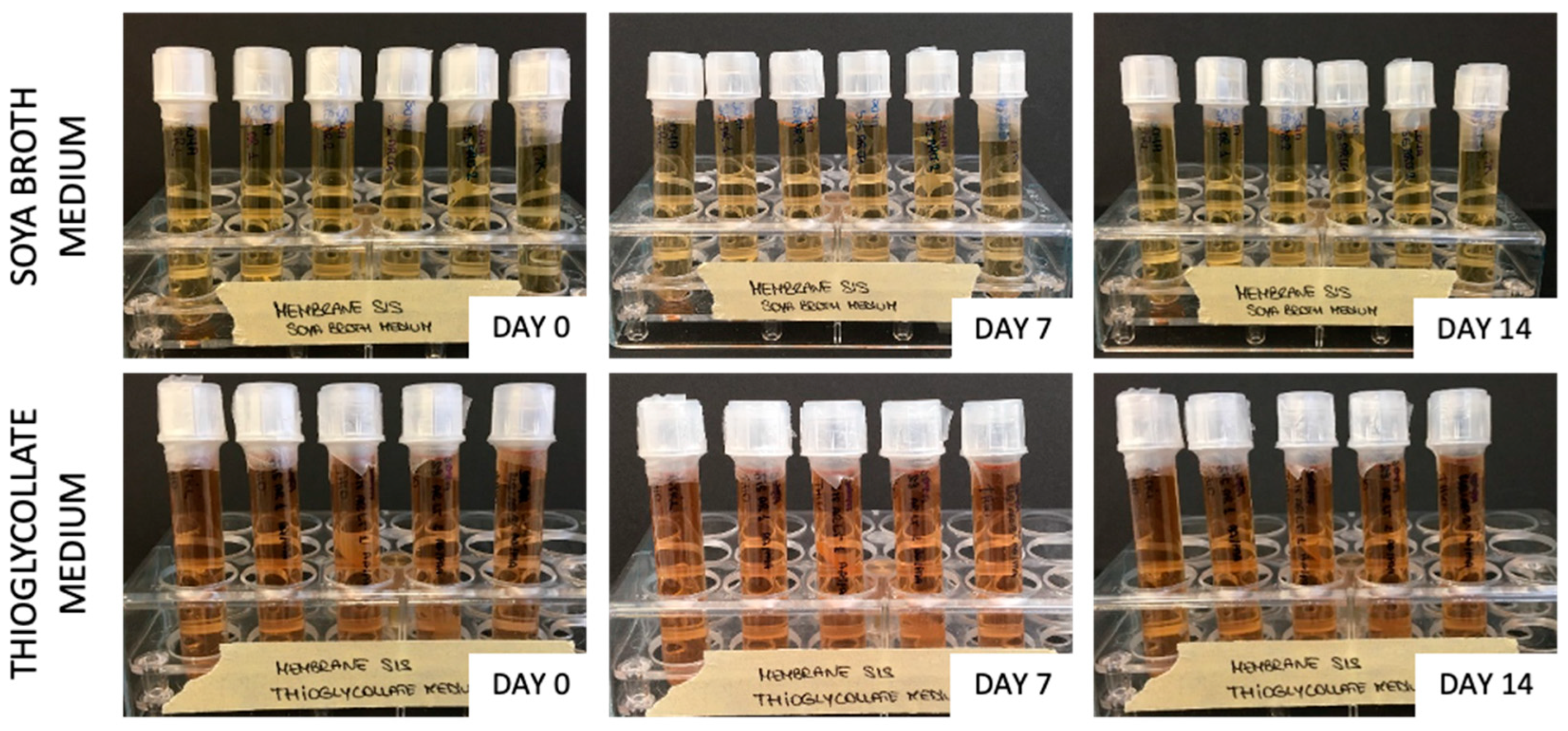 Jfb 13 00222 g005 Jfb 13 00222 g005