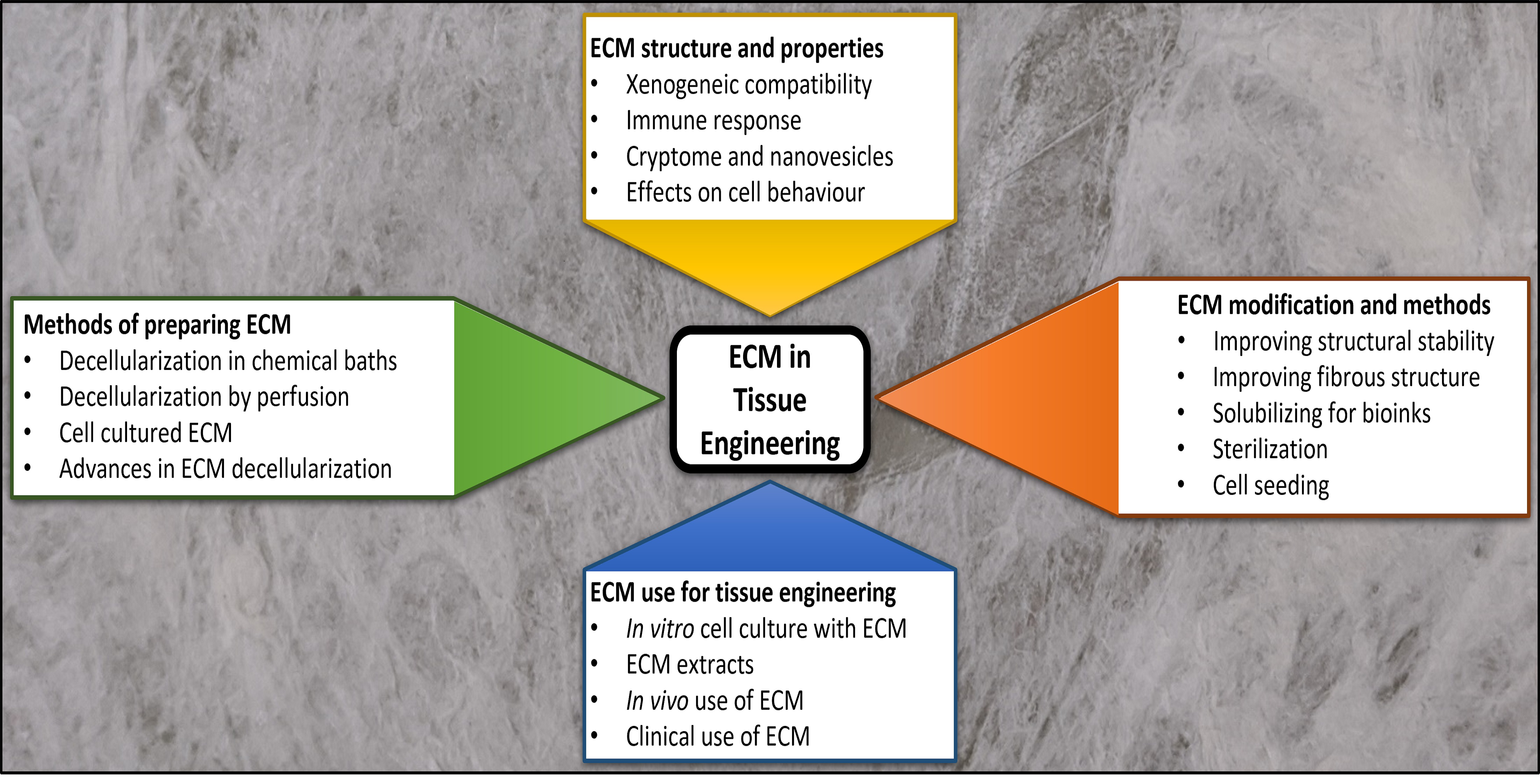 Jfb Free Full Text Preparation And Use Of Decellularized Extracellular Matrix For Tissue Engineering