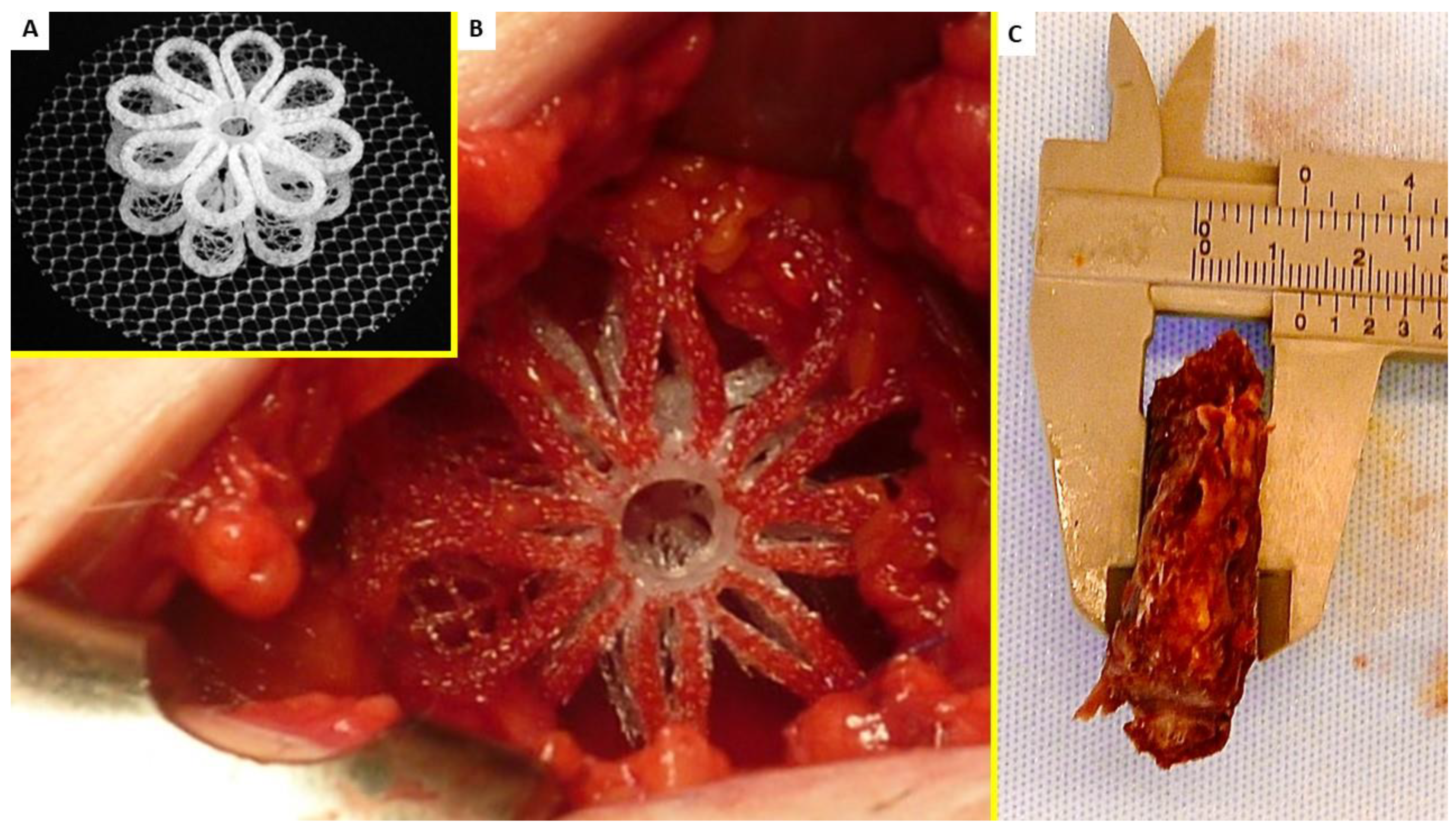 Jfb 13 00253 g001 Jfb 13 00253 g001