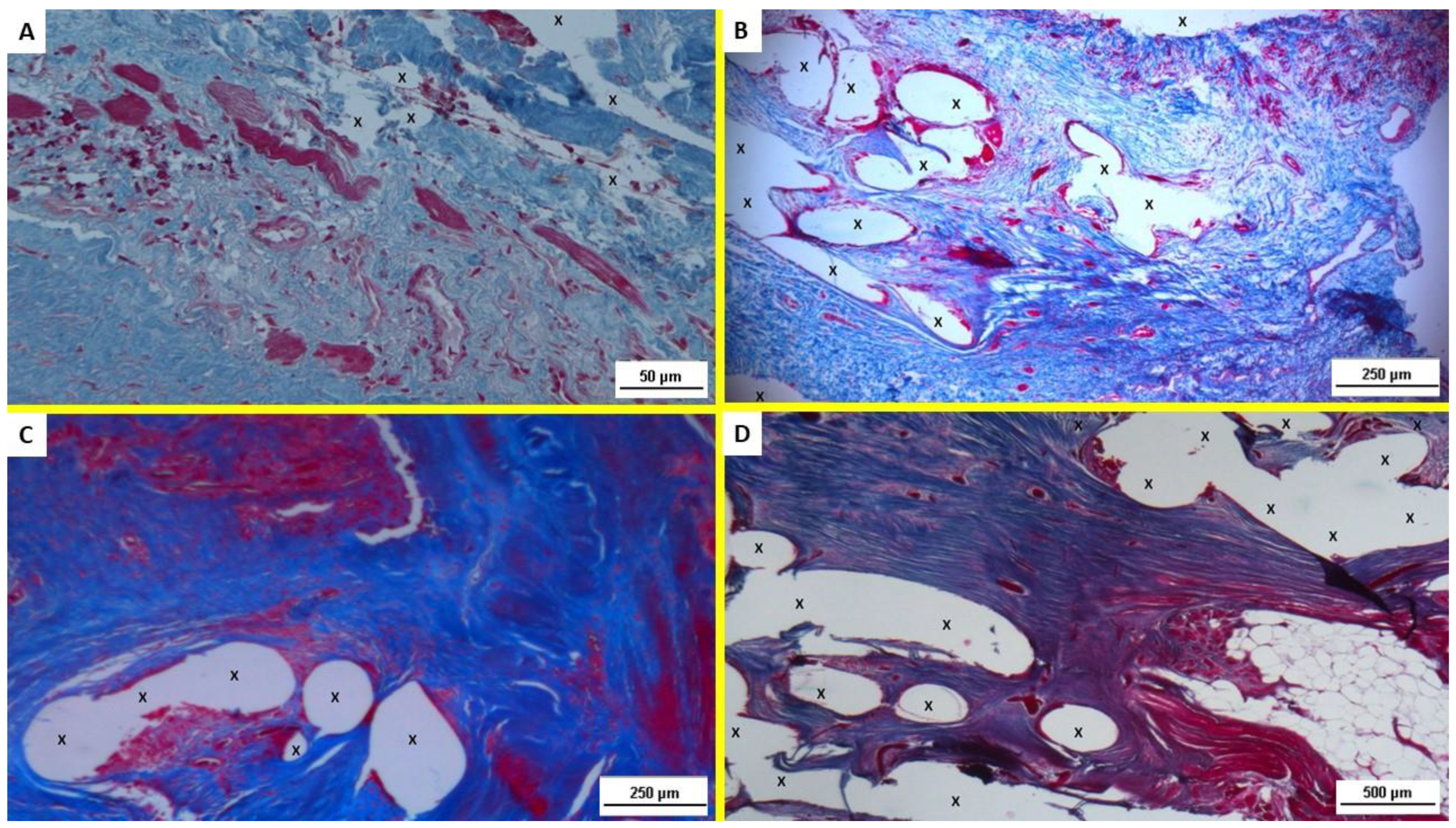 Jfb 13 00253 g003 Jfb 13 00253 g003