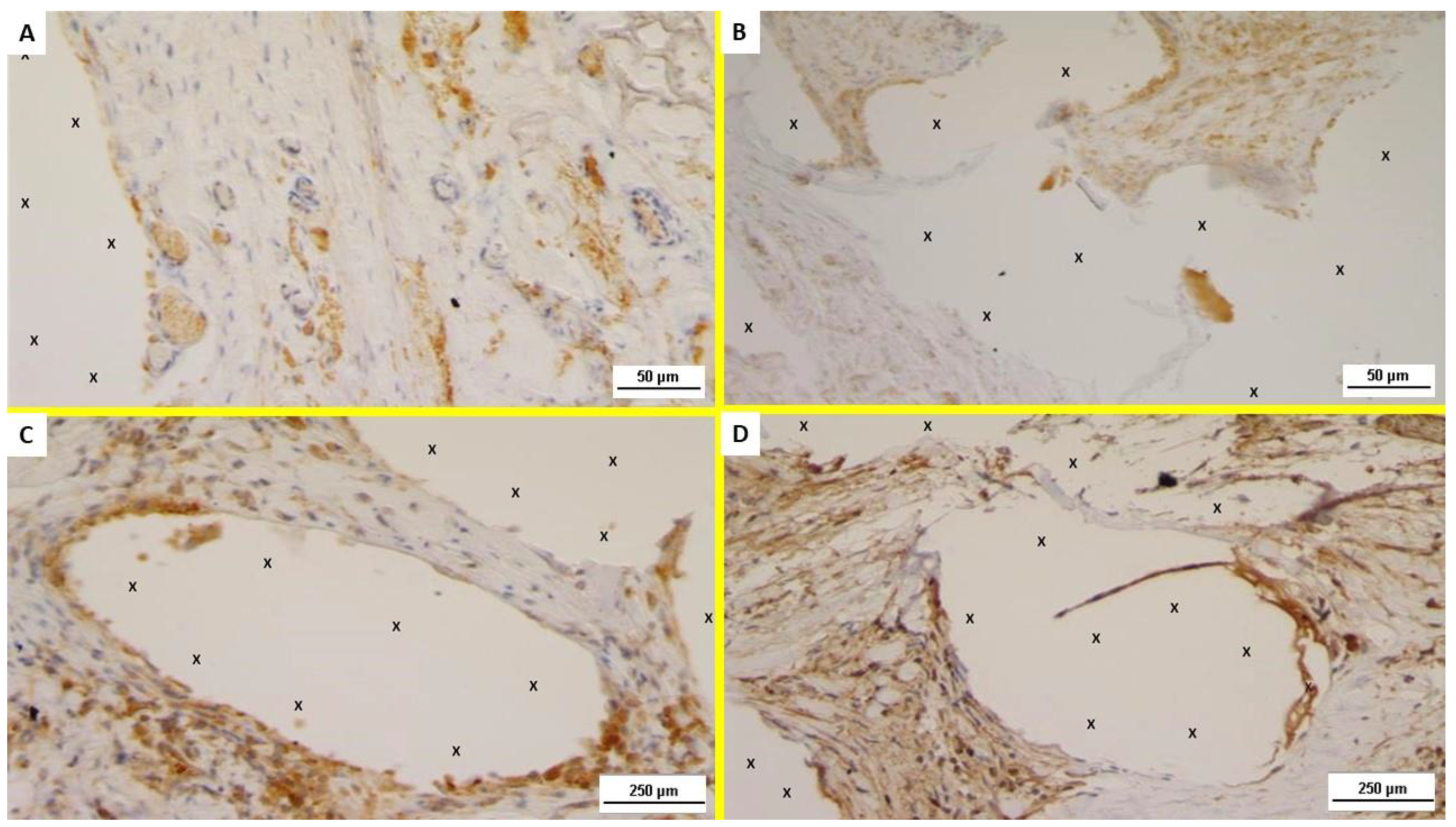Jfb 13 00253 g004 Jfb 13 00253 g004