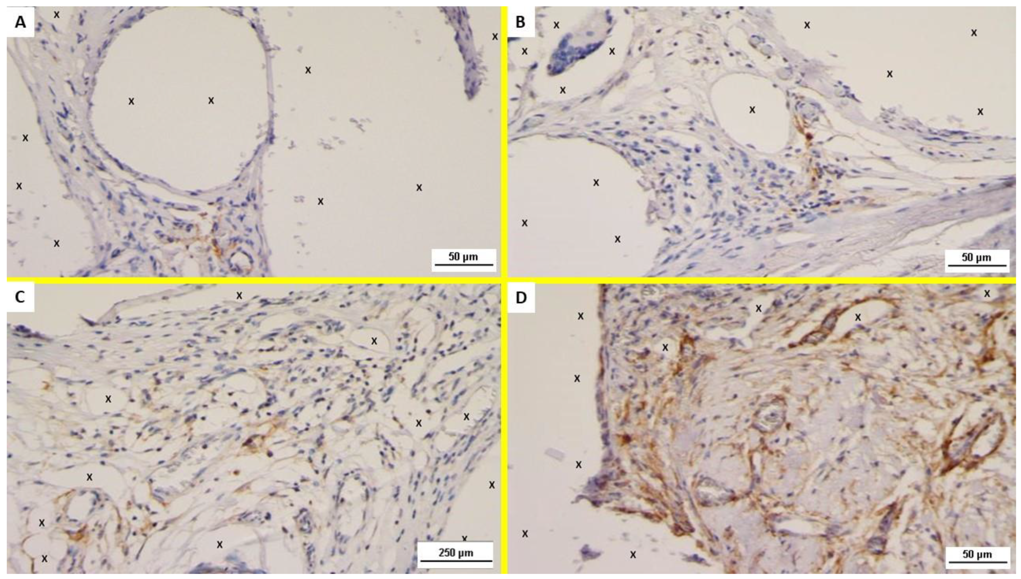 Jfb 13 00253 g005 Jfb 13 00253 g005