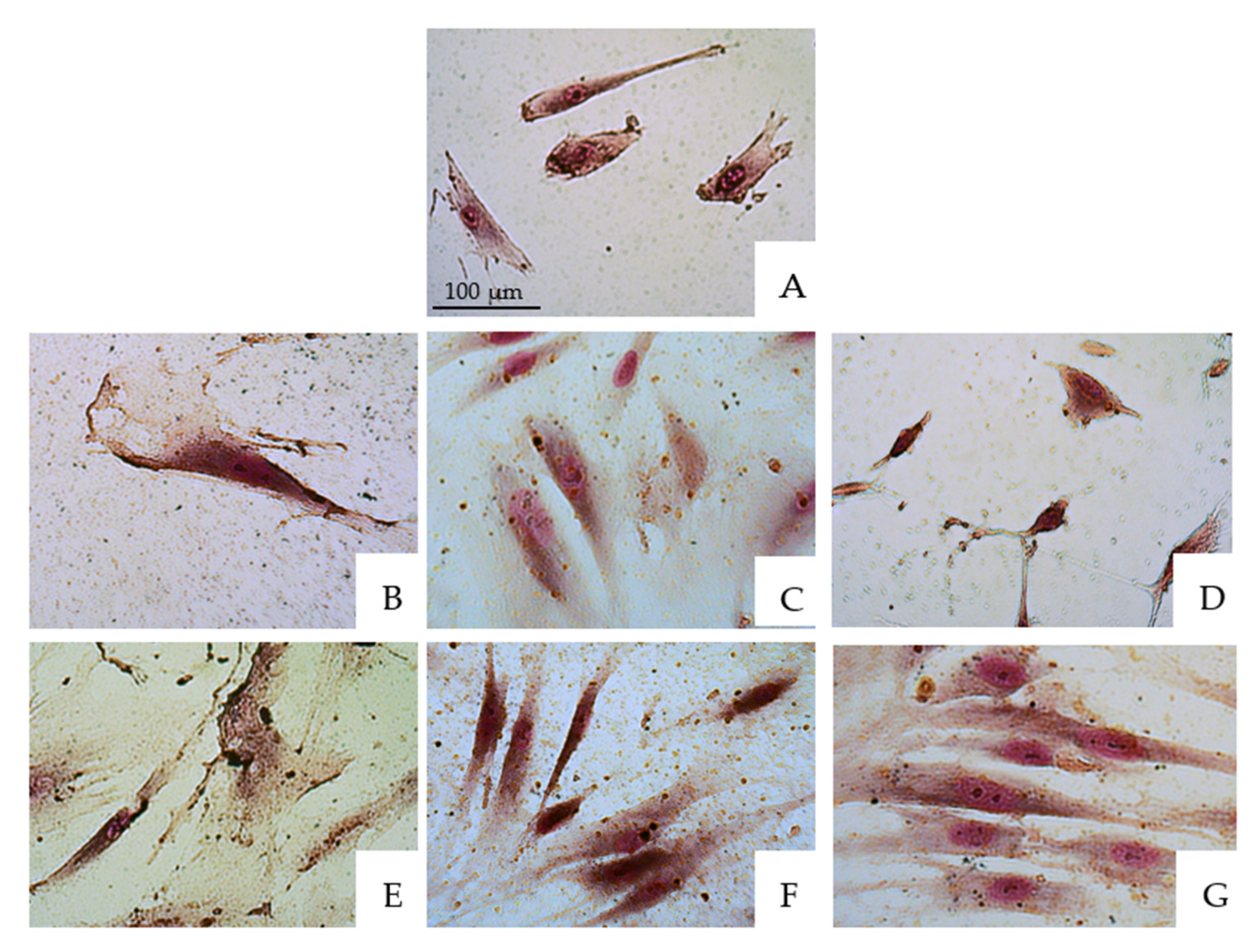 Jfb 13 00266 g002 Jfb 13 00266 g002