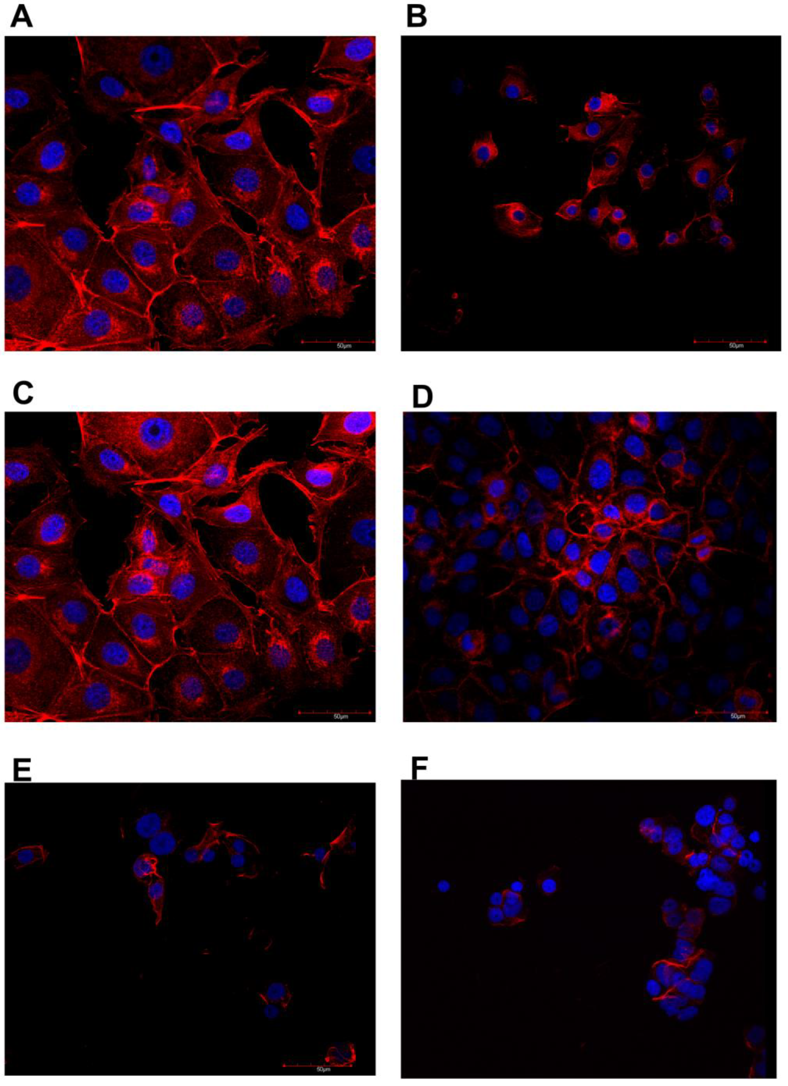 Jfb 13 00278 g004 Jfb 13 00278 g004