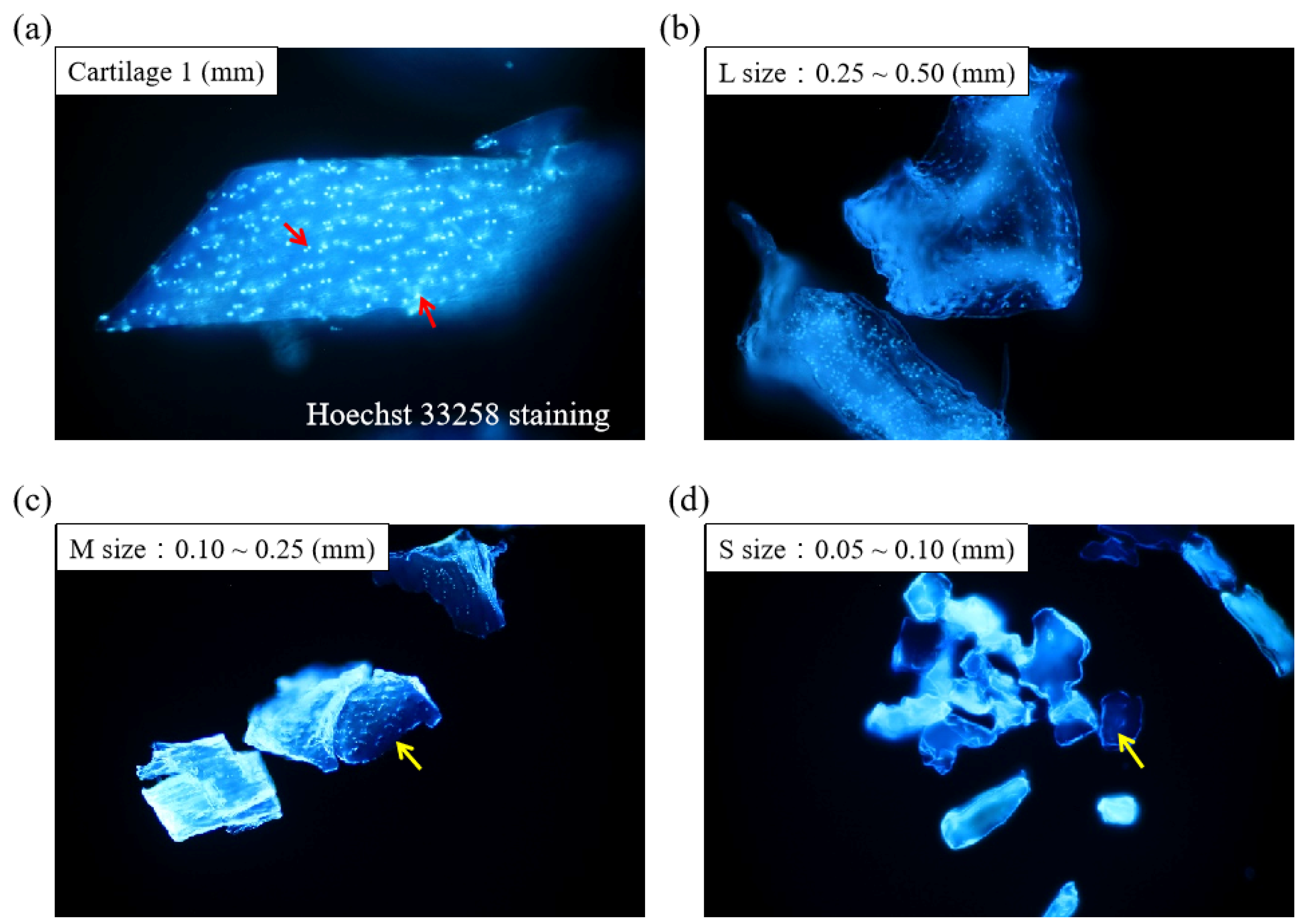 Jfb 13 00279 g002 Jfb 13 00279 g002