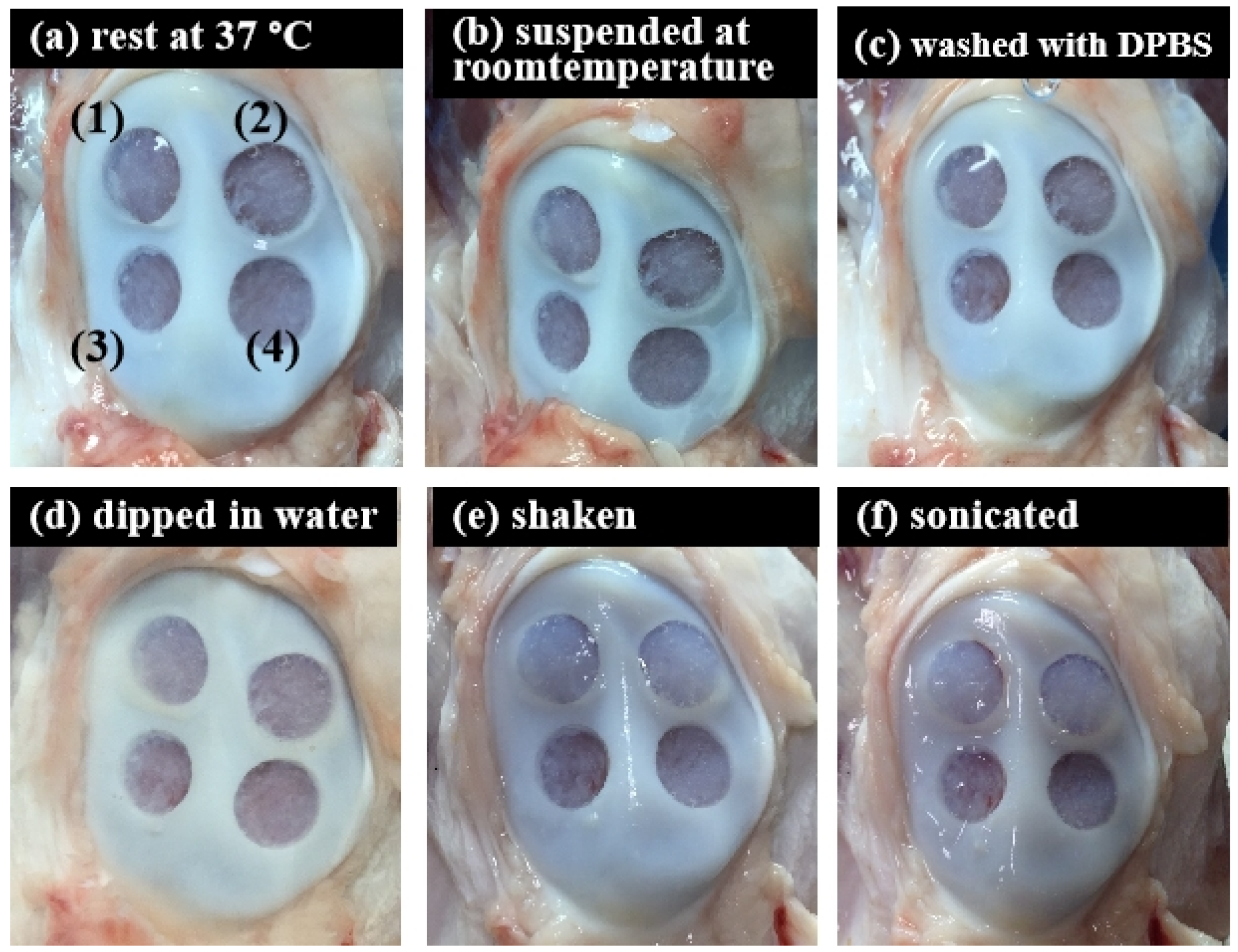 Jfb 13 00279 g008 Jfb 13 00279 g008