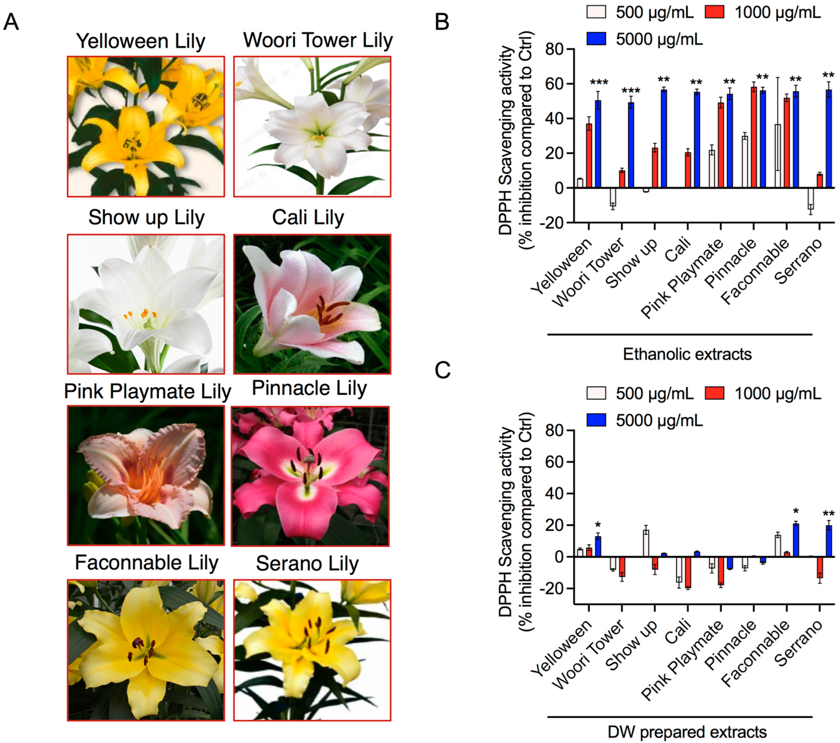 Liliaceae Family Flower Petal Extracts