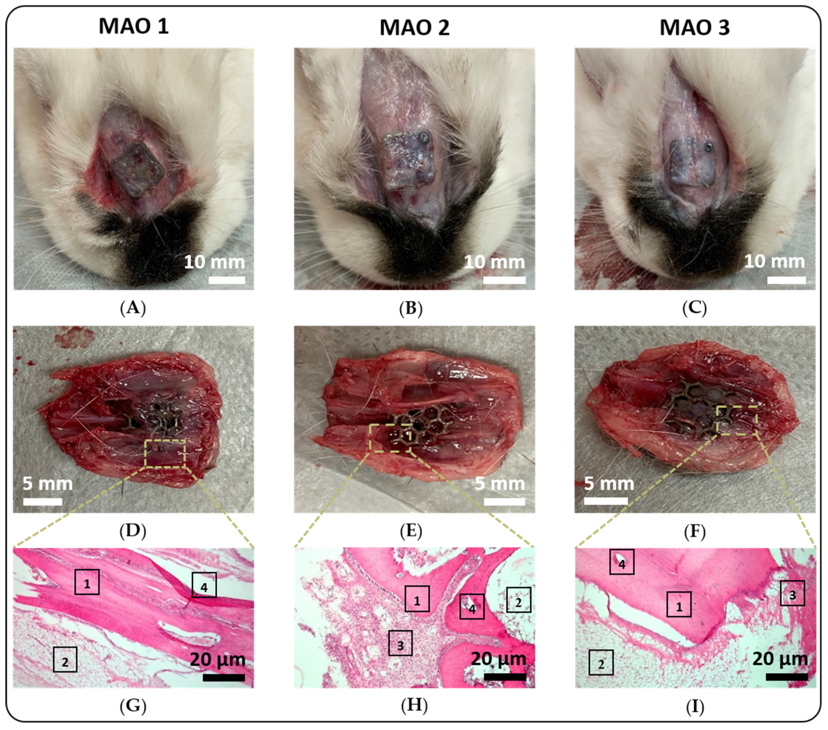 Jfb 13 00285 g007 Jfb 13 00285 g007