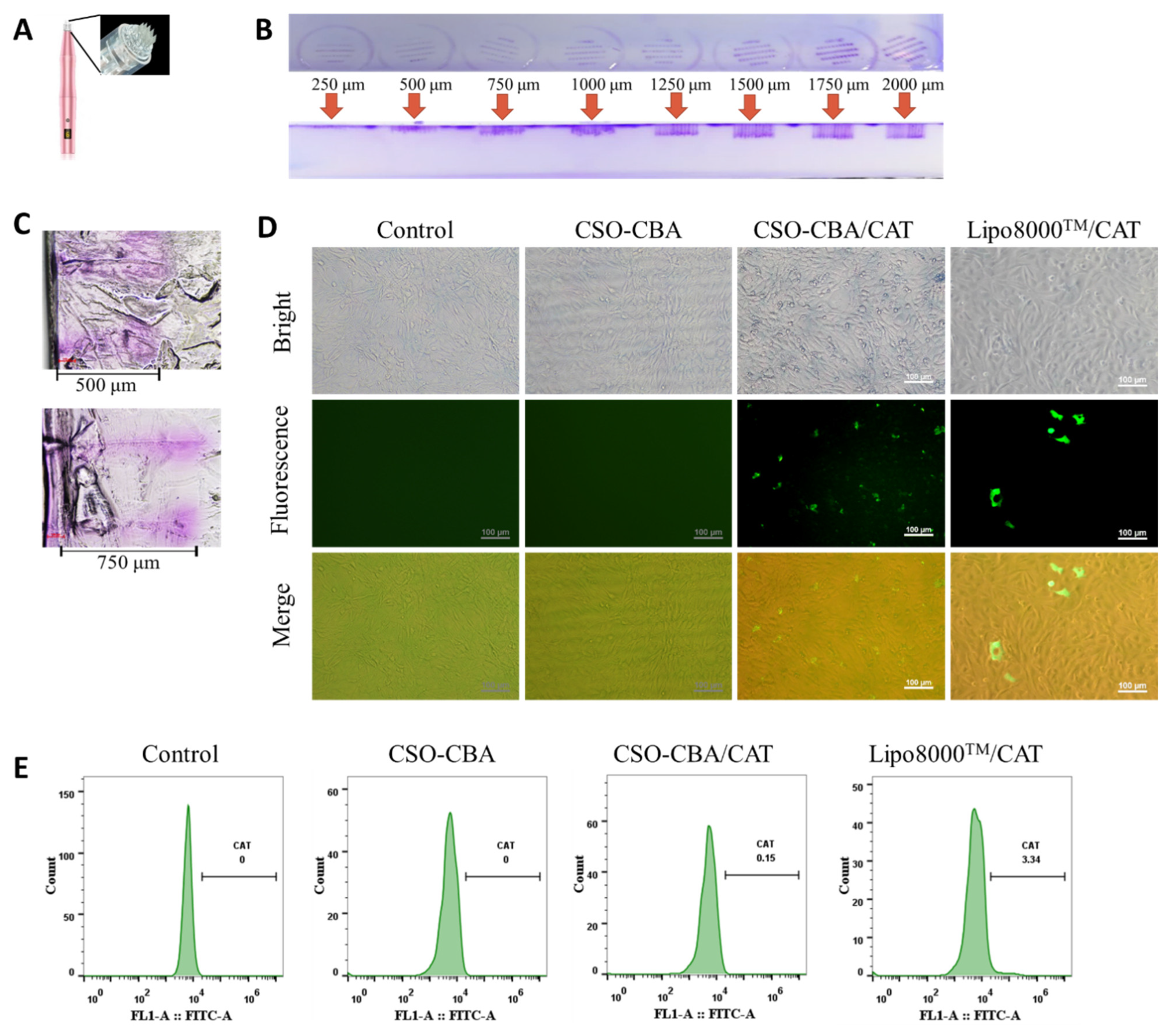 Jfb 13 00299 g004 Jfb 13 00299 g004