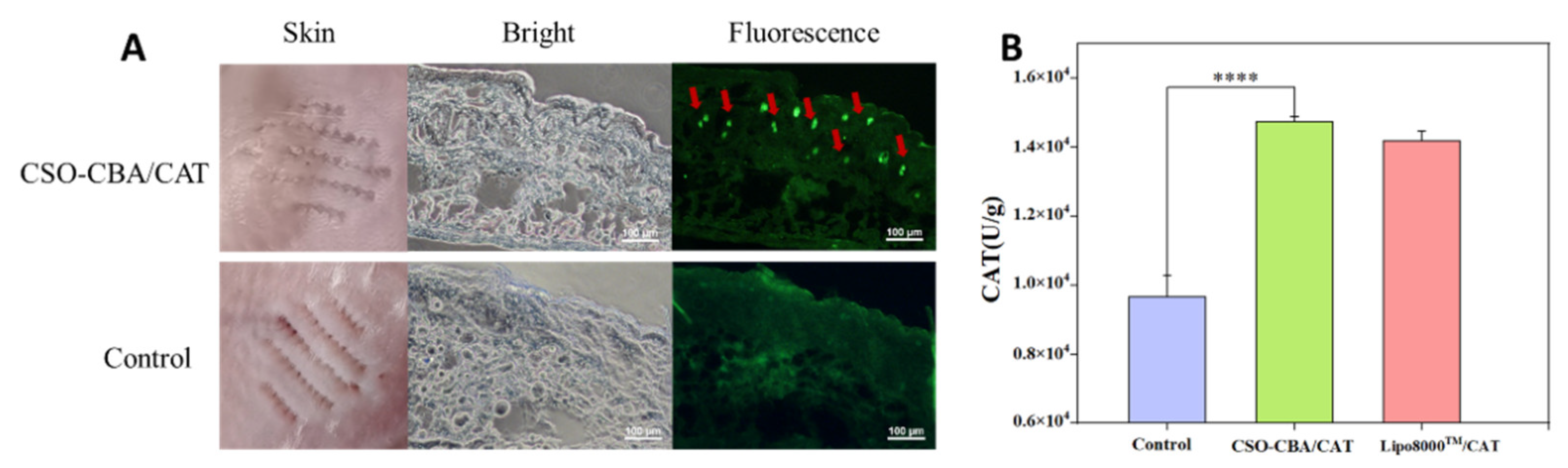 Jfb 13 00299 g006 Jfb 13 00299 g006