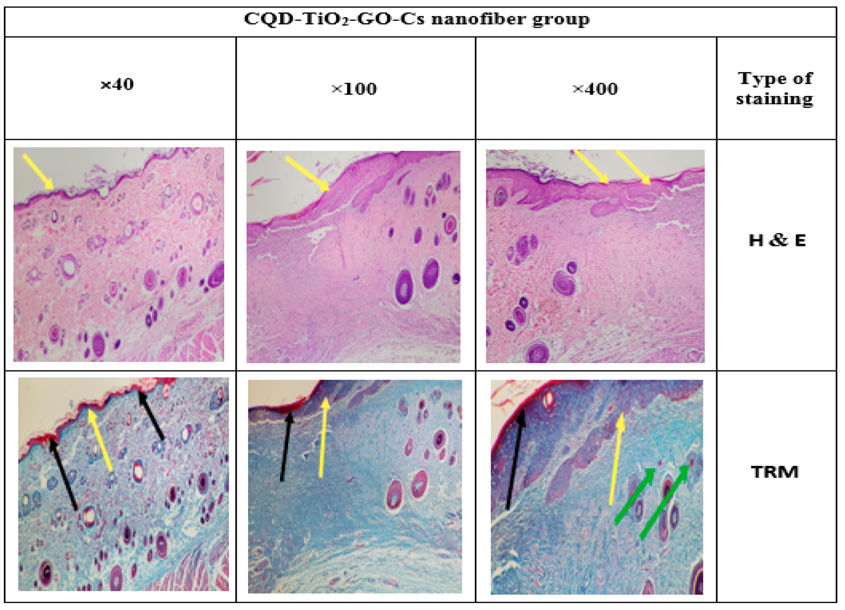 Jfb 13 00300 g019 Jfb 13 00300 g019