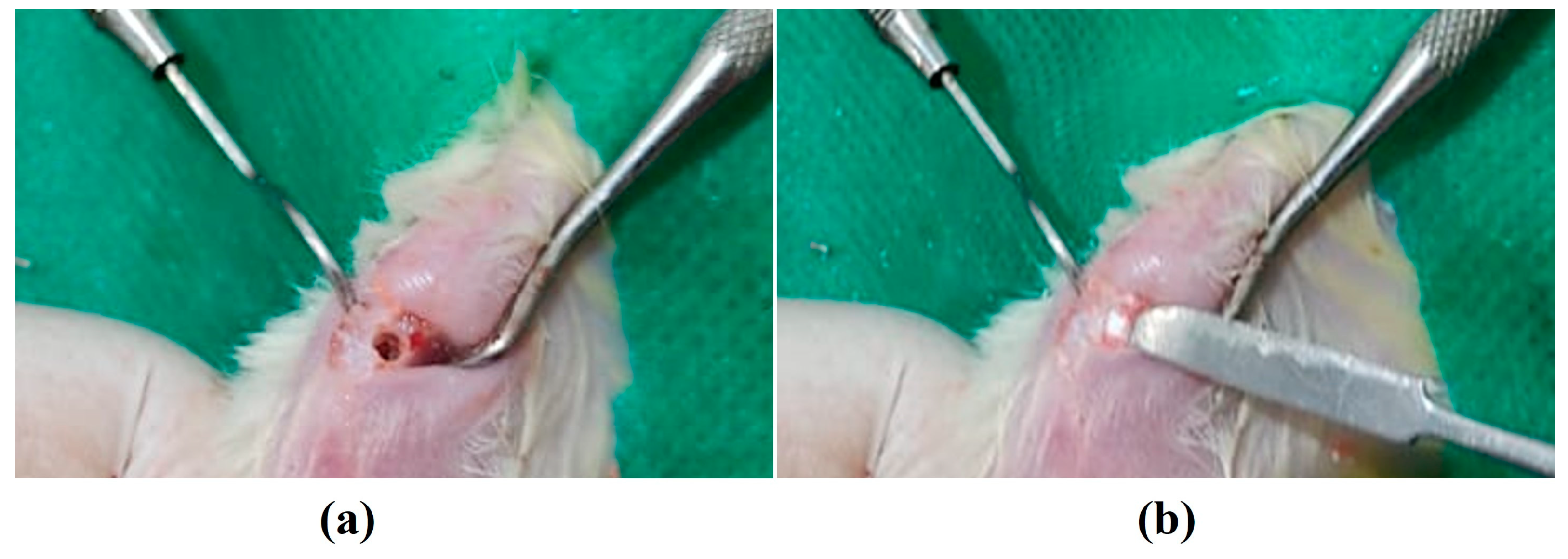 Jfb 13 00306 g001 Jfb 13 00306 g001