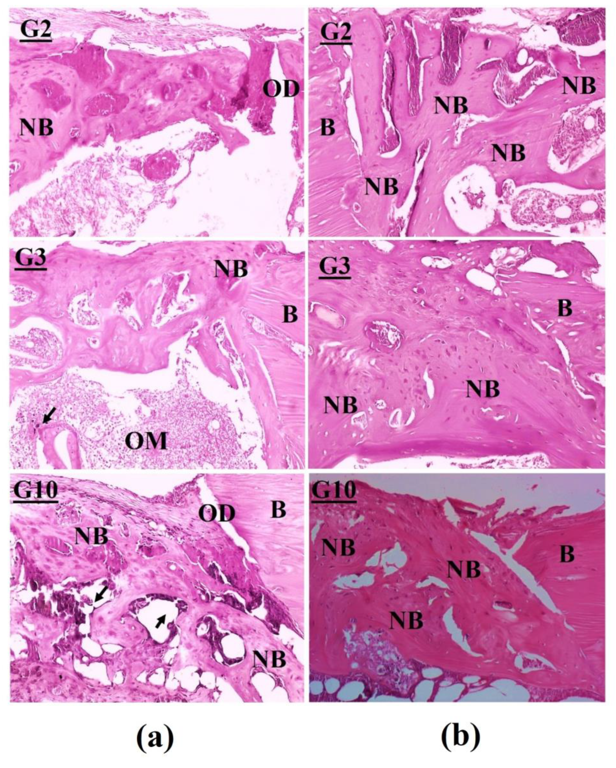 Jfb 13 00306 g009b Jfb 13 00306 g009b
