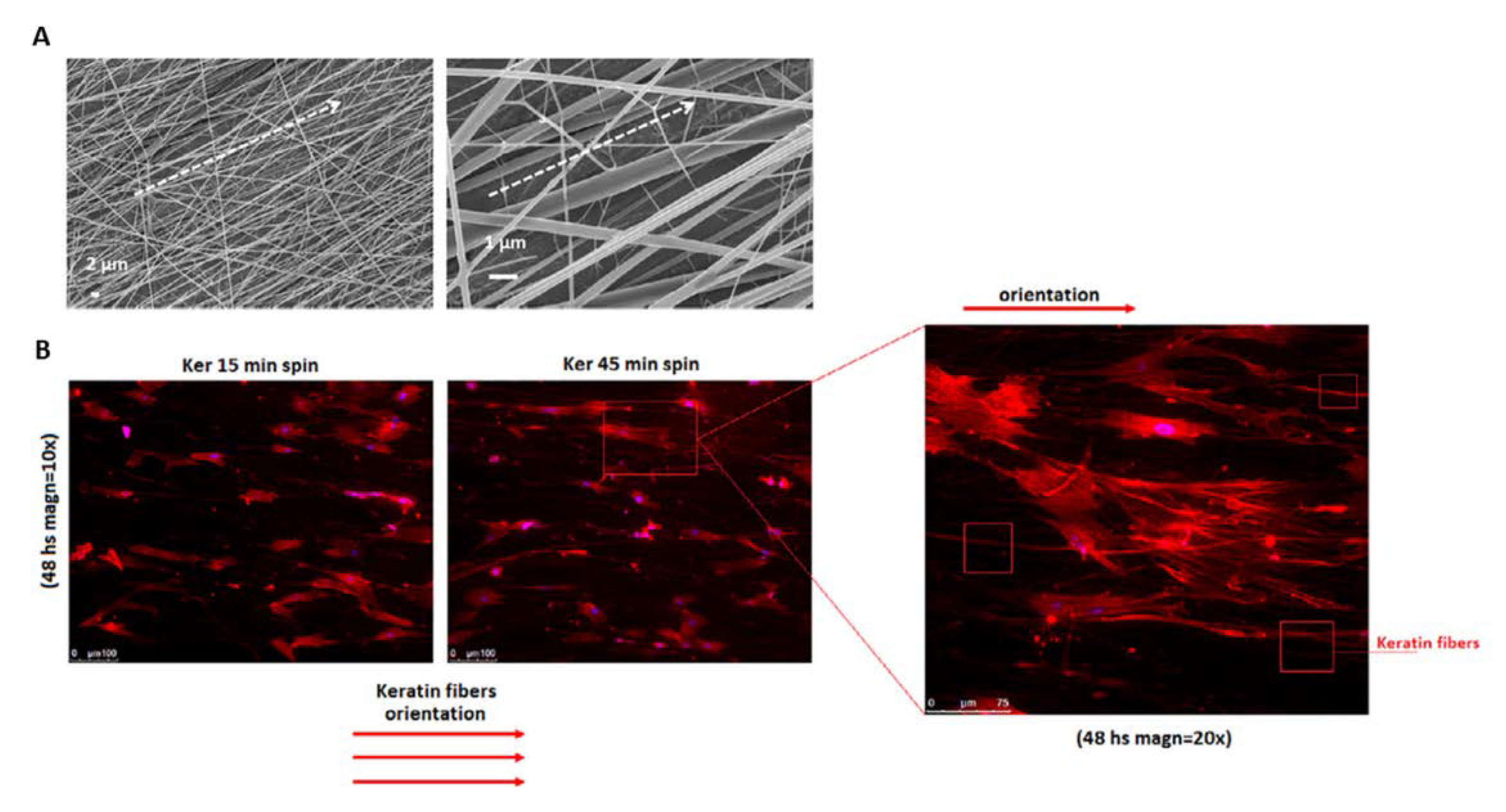 Jfb 14 00005 g005 Jfb 14 00005 g005