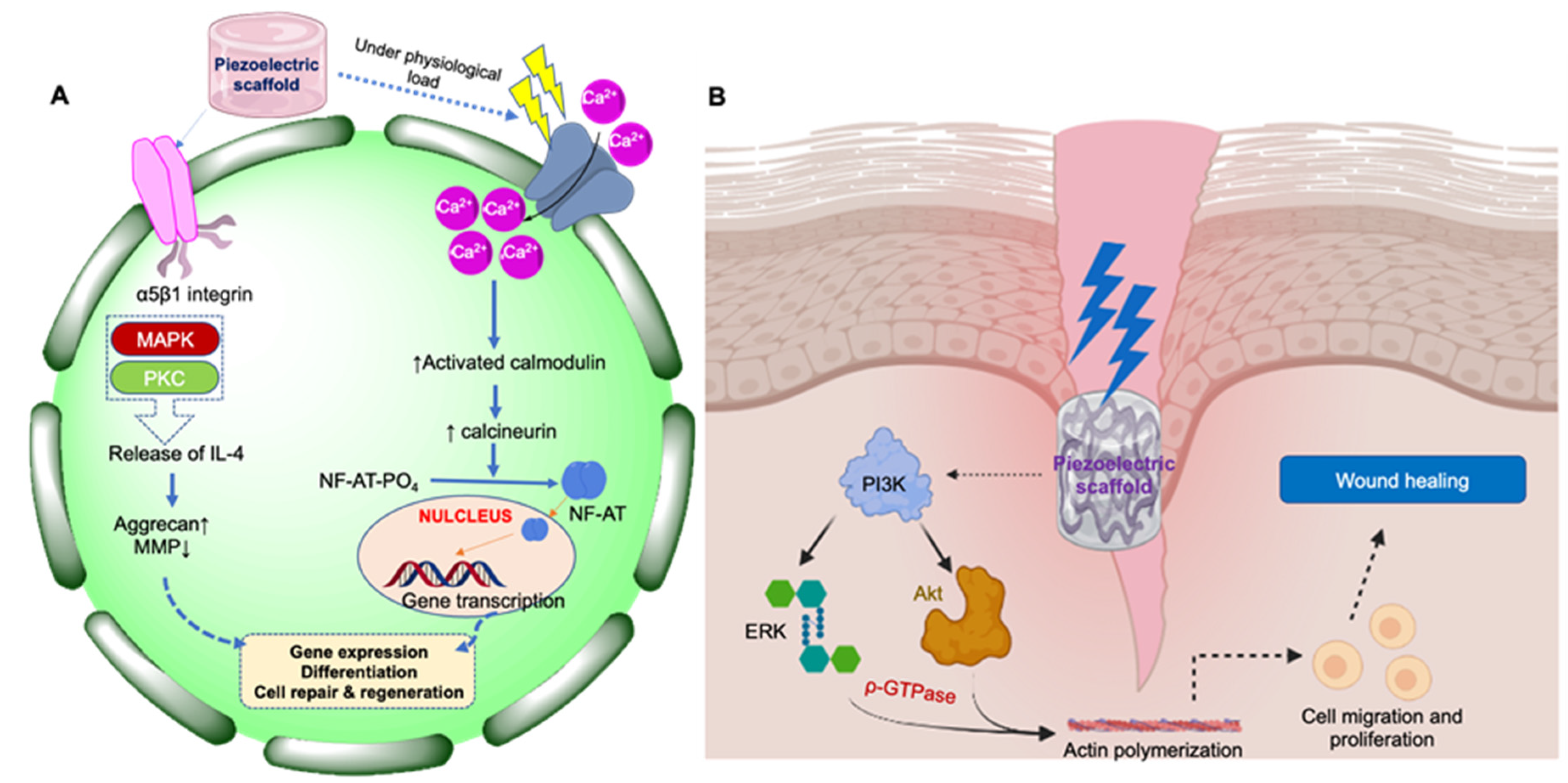 Jfb 14 00008 g001 Jfb 14 00008 g001