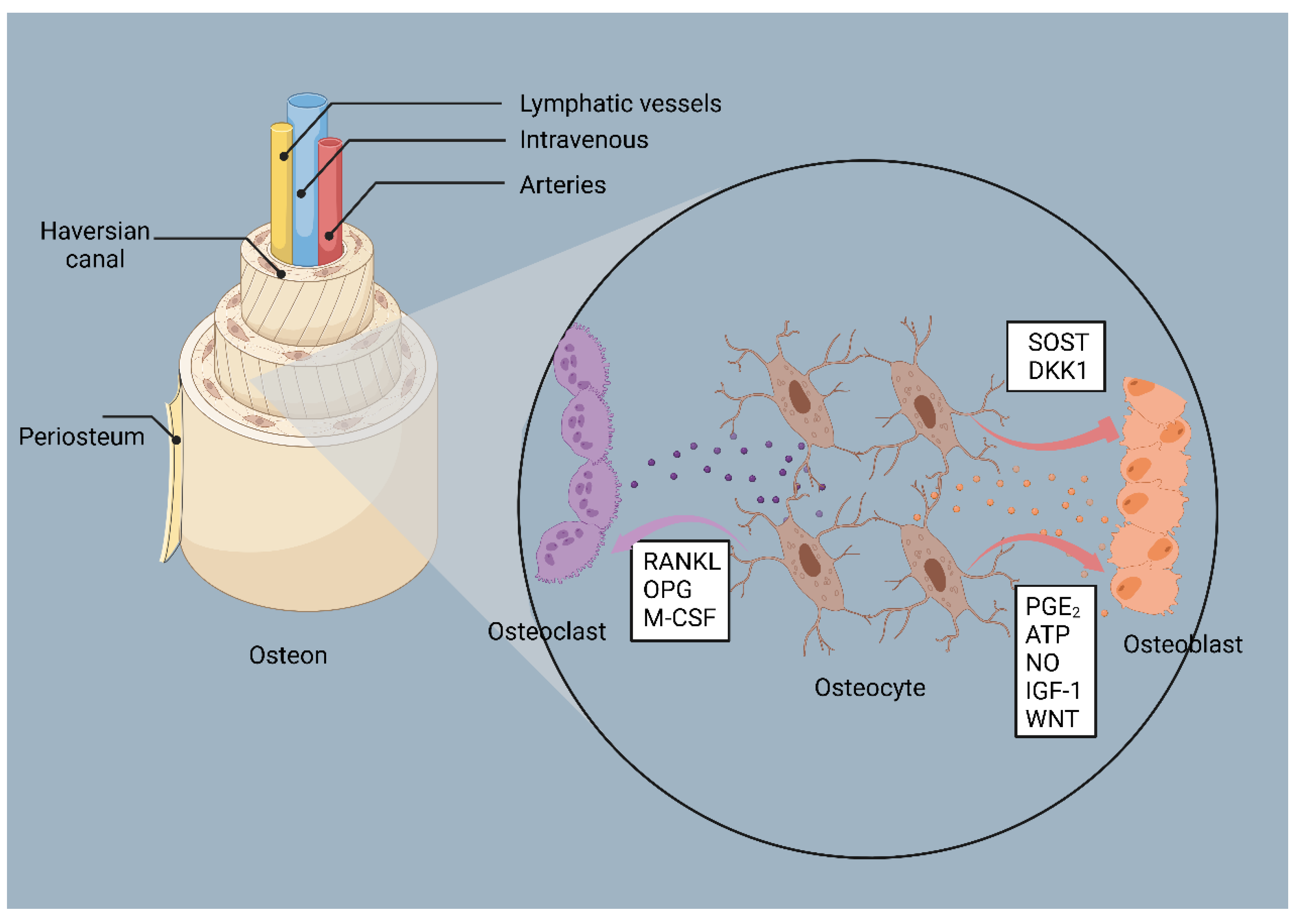Jfb 14 00018 g003 Jfb 14 00018 g003