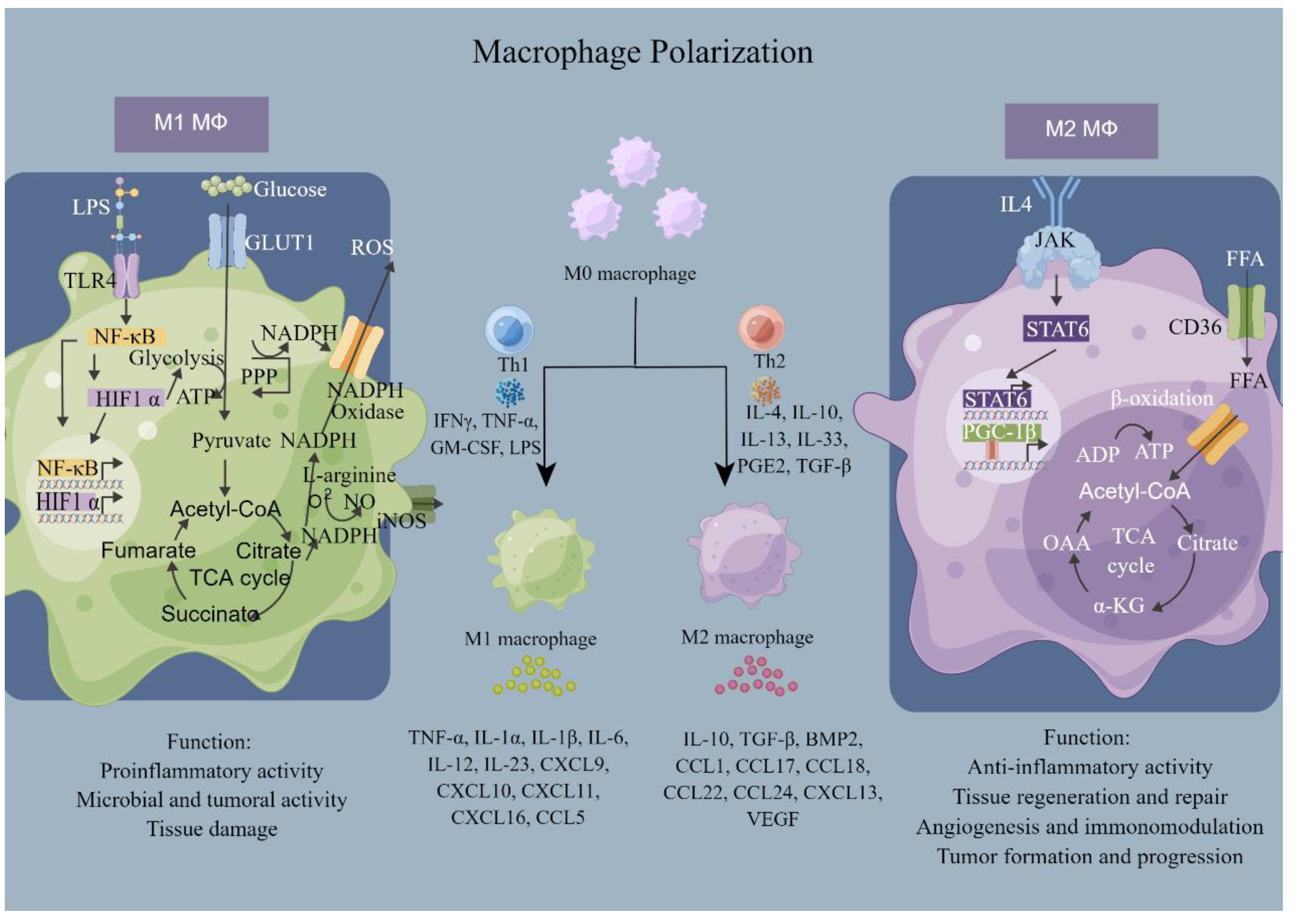 Jfb 14 00018 g004 Jfb 14 00018 g004