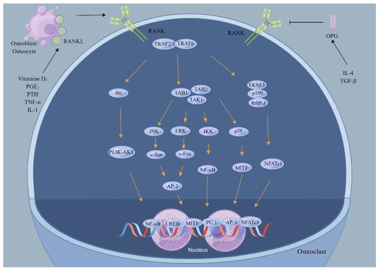 Strategies of Macrophages to Maintain Bone Homeostasis and Promote Bone ...
