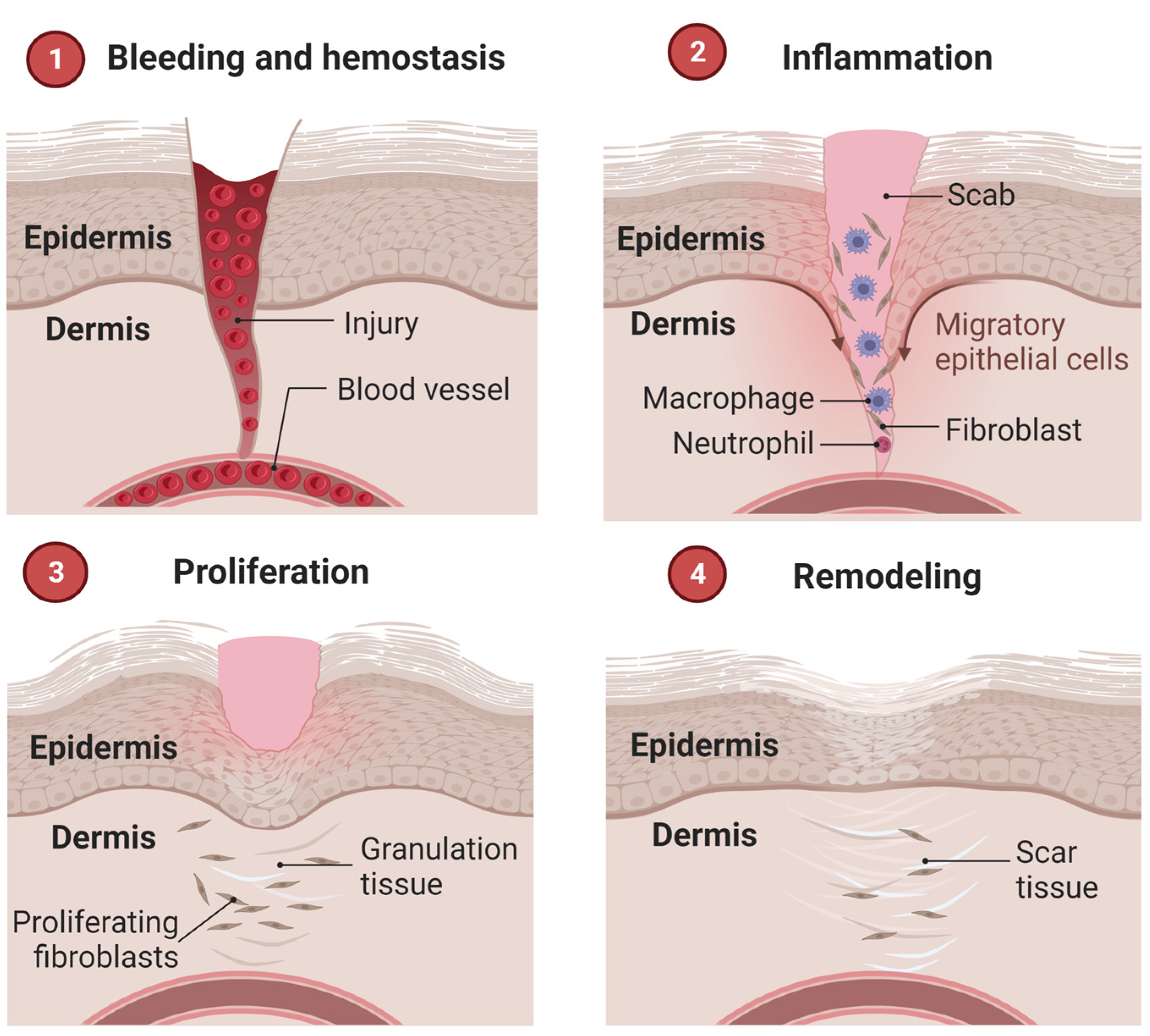 Jfb 14 00023 g003 Jfb 14 00023 g003
