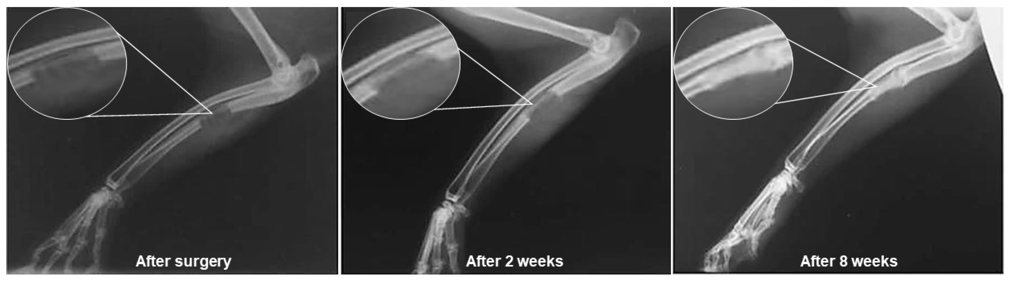 Jfb 14 00023 g007 Jfb 14 00023 g007