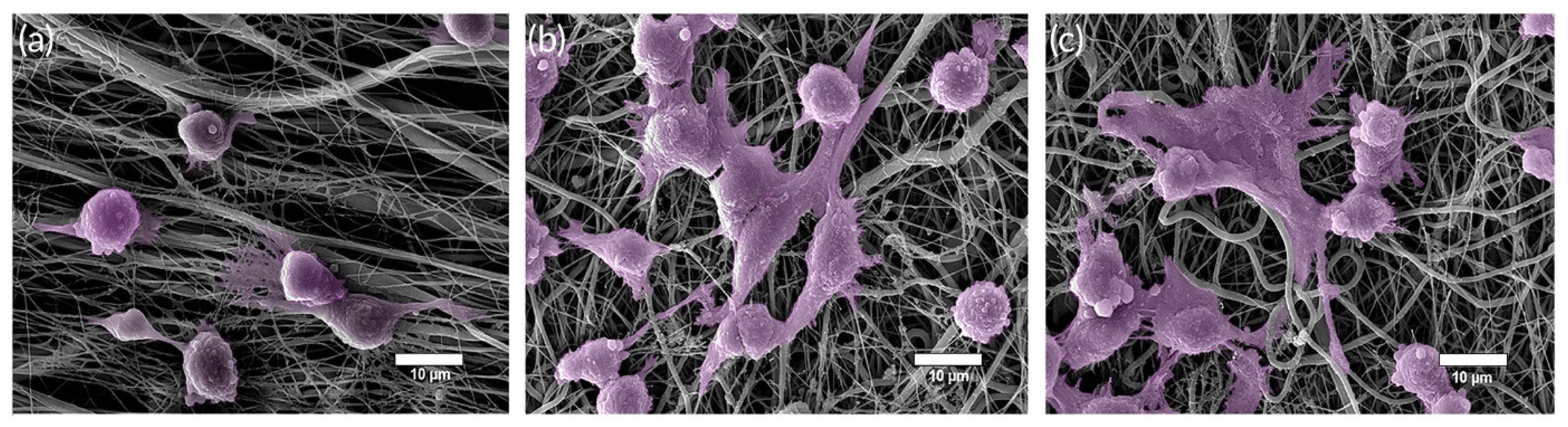 Jfb 14 00023 g009 Jfb 14 00023 g009