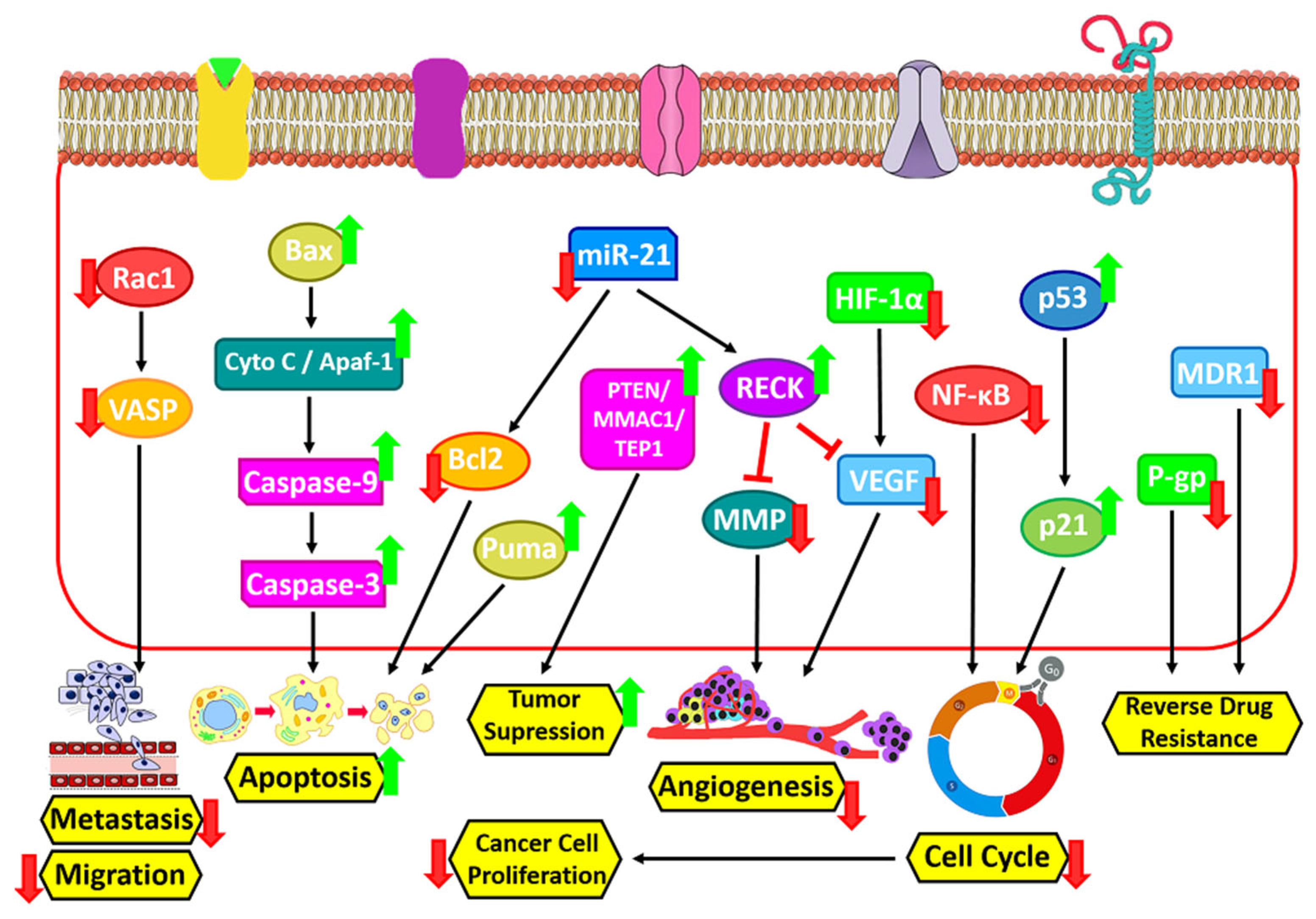 Jfb 14 00044 g004 Jfb 14 00044 g004