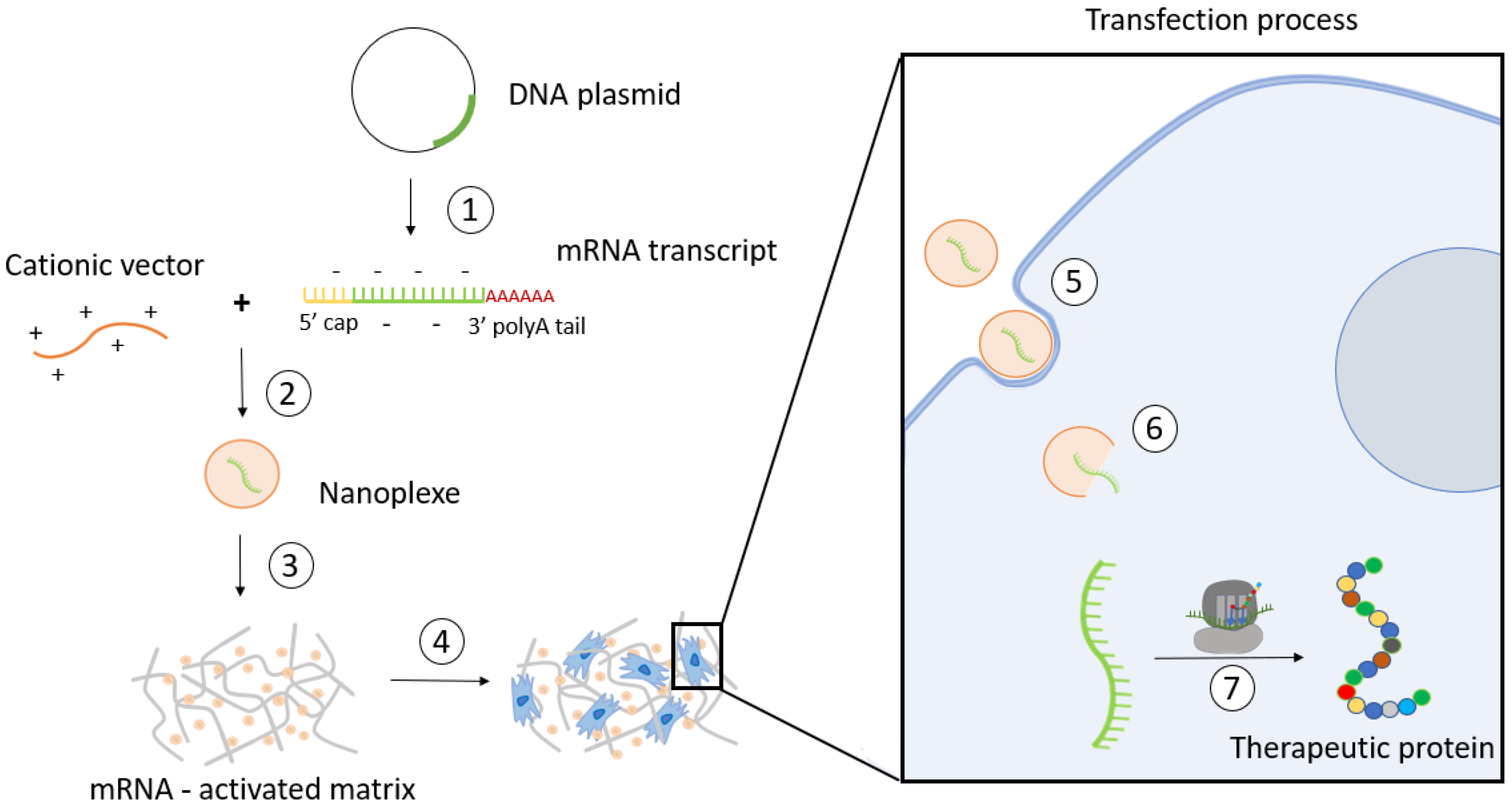 Jfb 14 00048 g001 Jfb 14 00048 g001