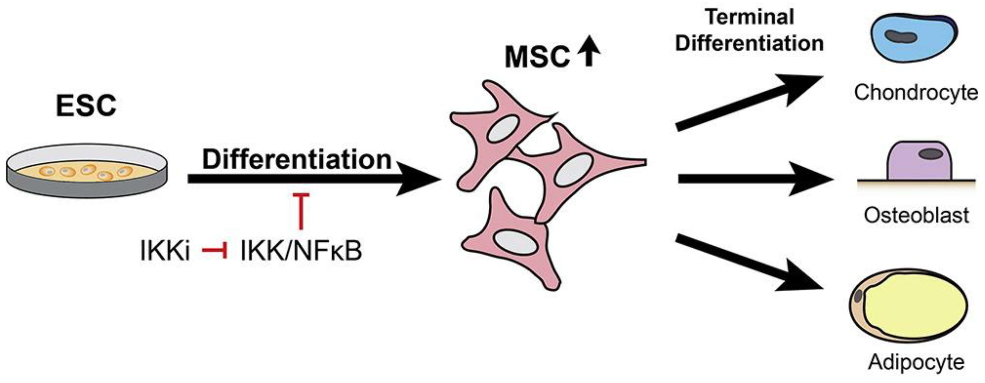 Jfb 14 00058 g001 Jfb 14 00058 g001