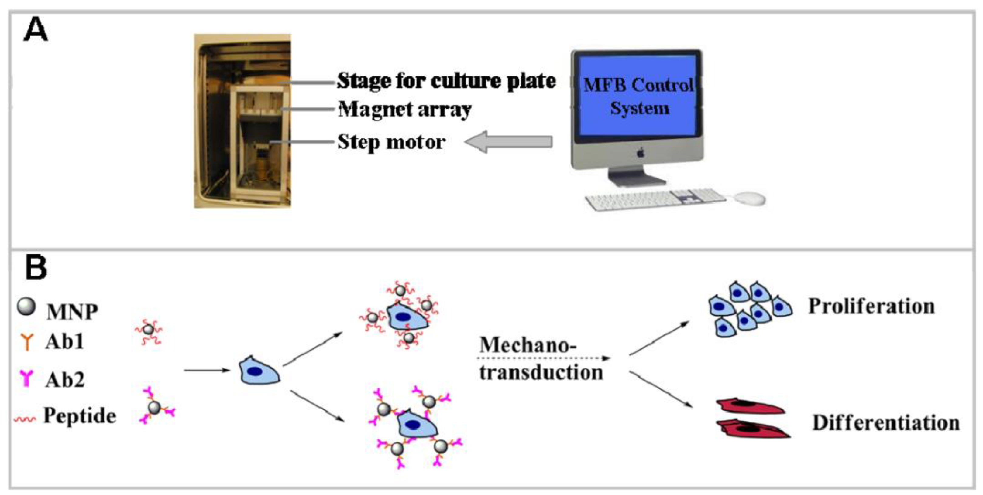 Jfb 14 00058 g005 Jfb 14 00058 g005