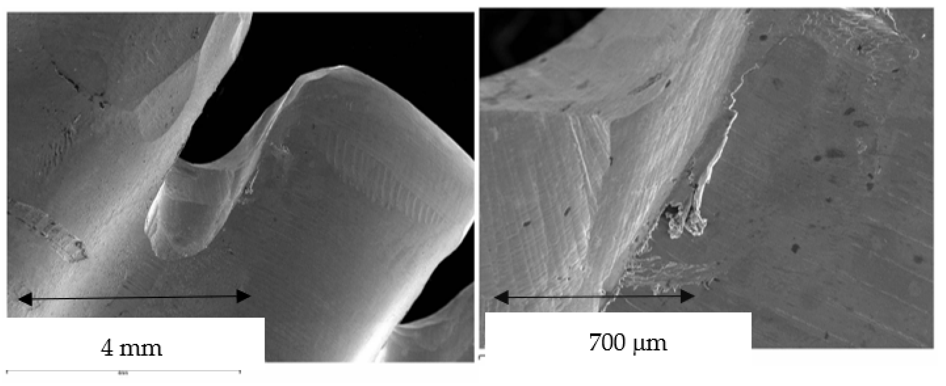 Jfb 14 00067 g013 Jfb 14 00067 g013