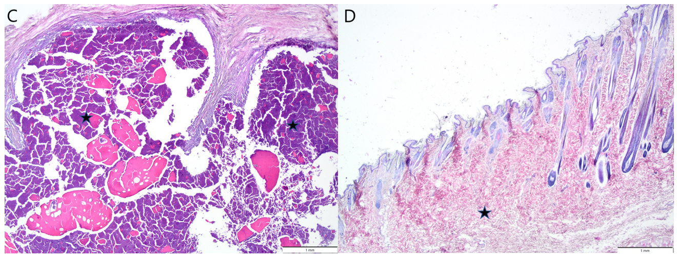 Jfb 14 00069 g006b Jfb 14 00069 g006b