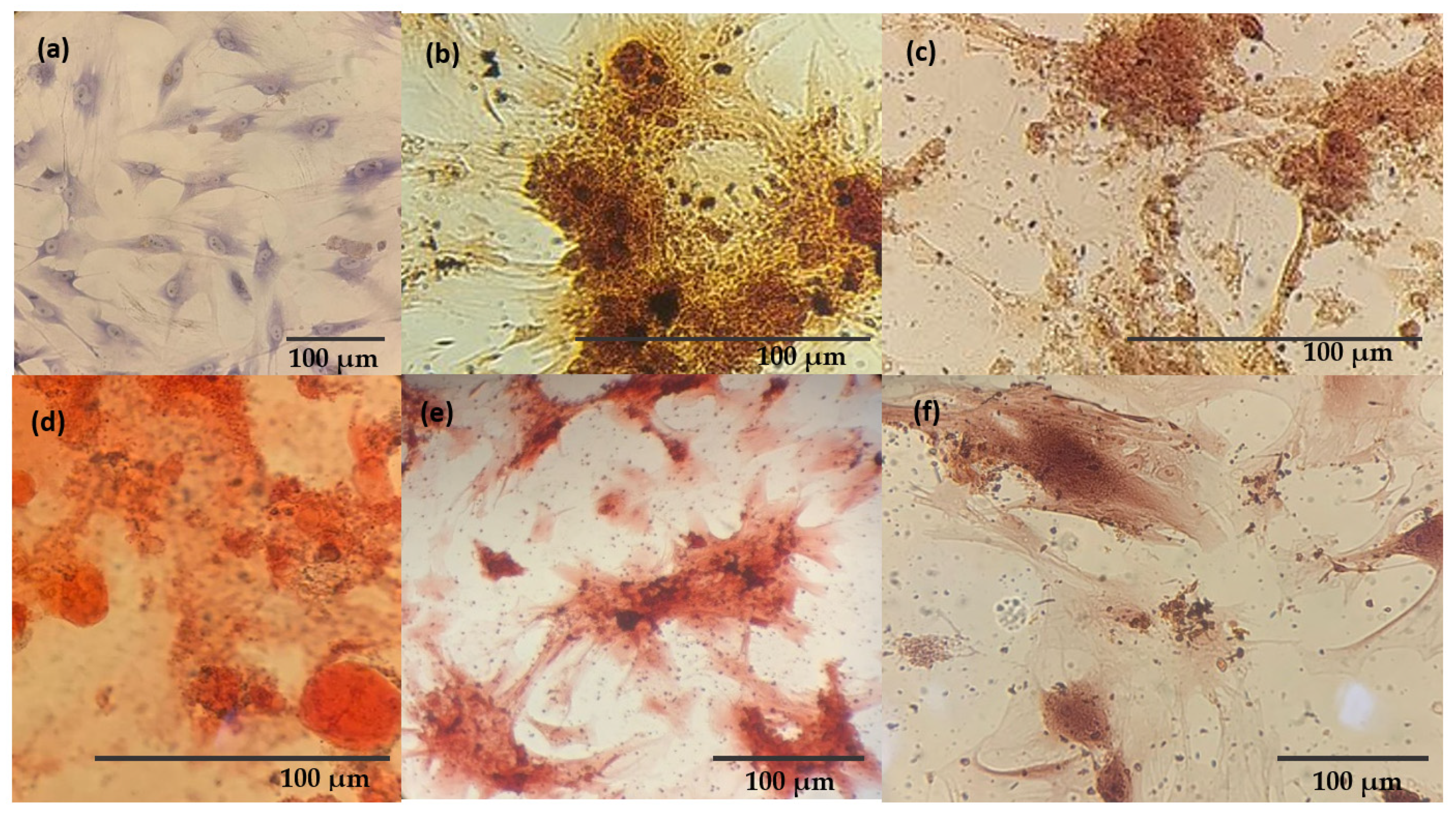 Jfb 14 00074 g009 Jfb 14 00074 g009