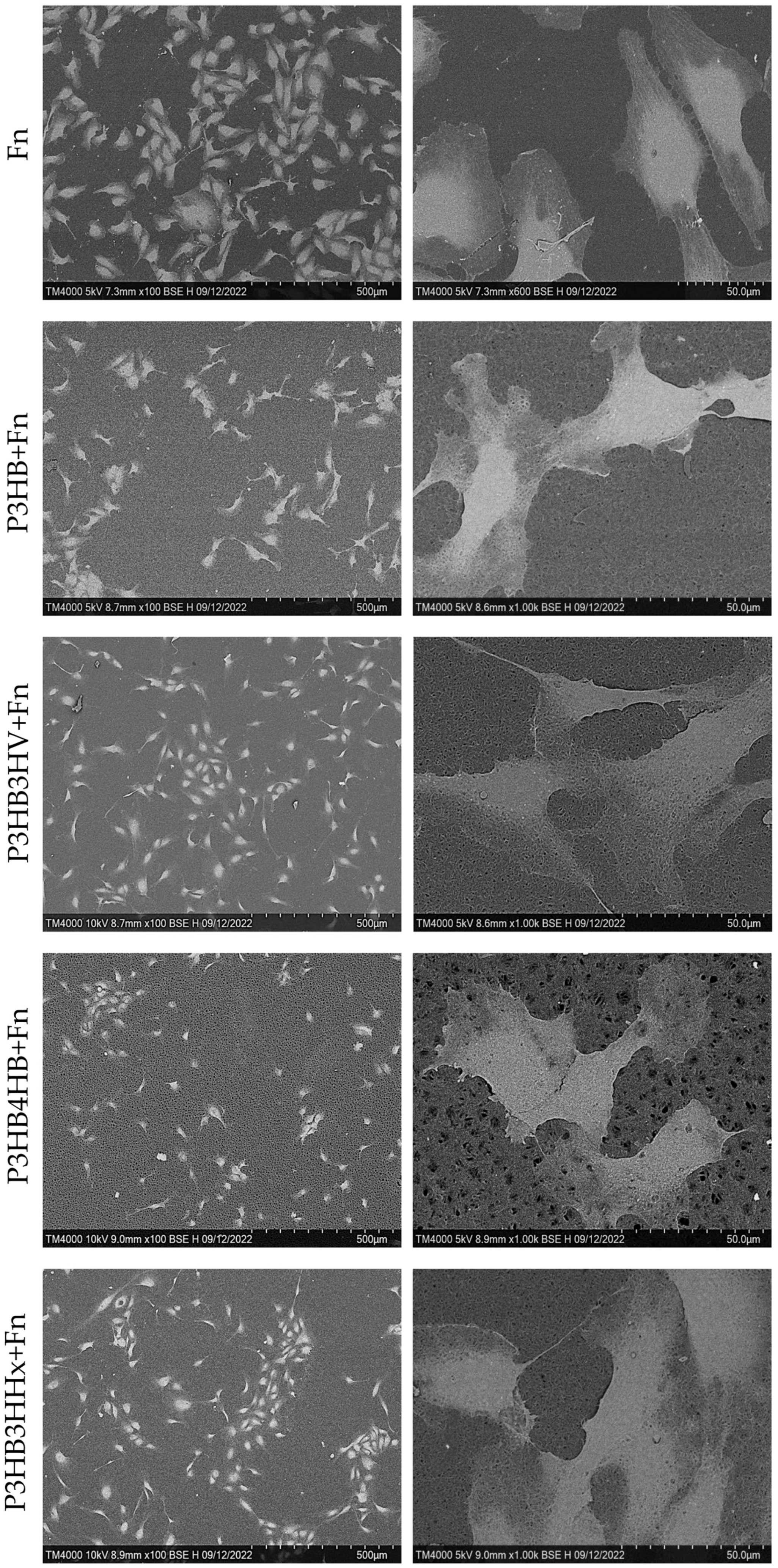 Jfb 14 00085 g005 Jfb 14 00085 g005