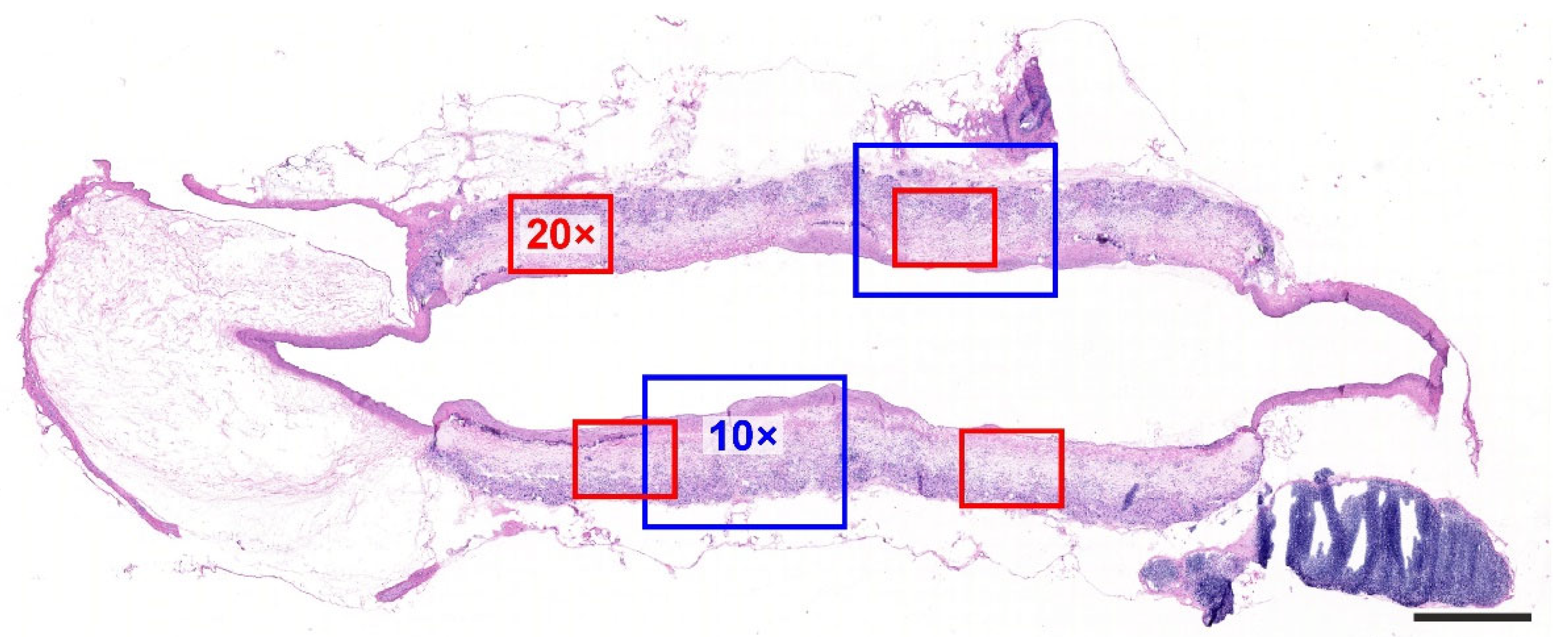 Jfb 14 00088 g001 Jfb 14 00088 g001