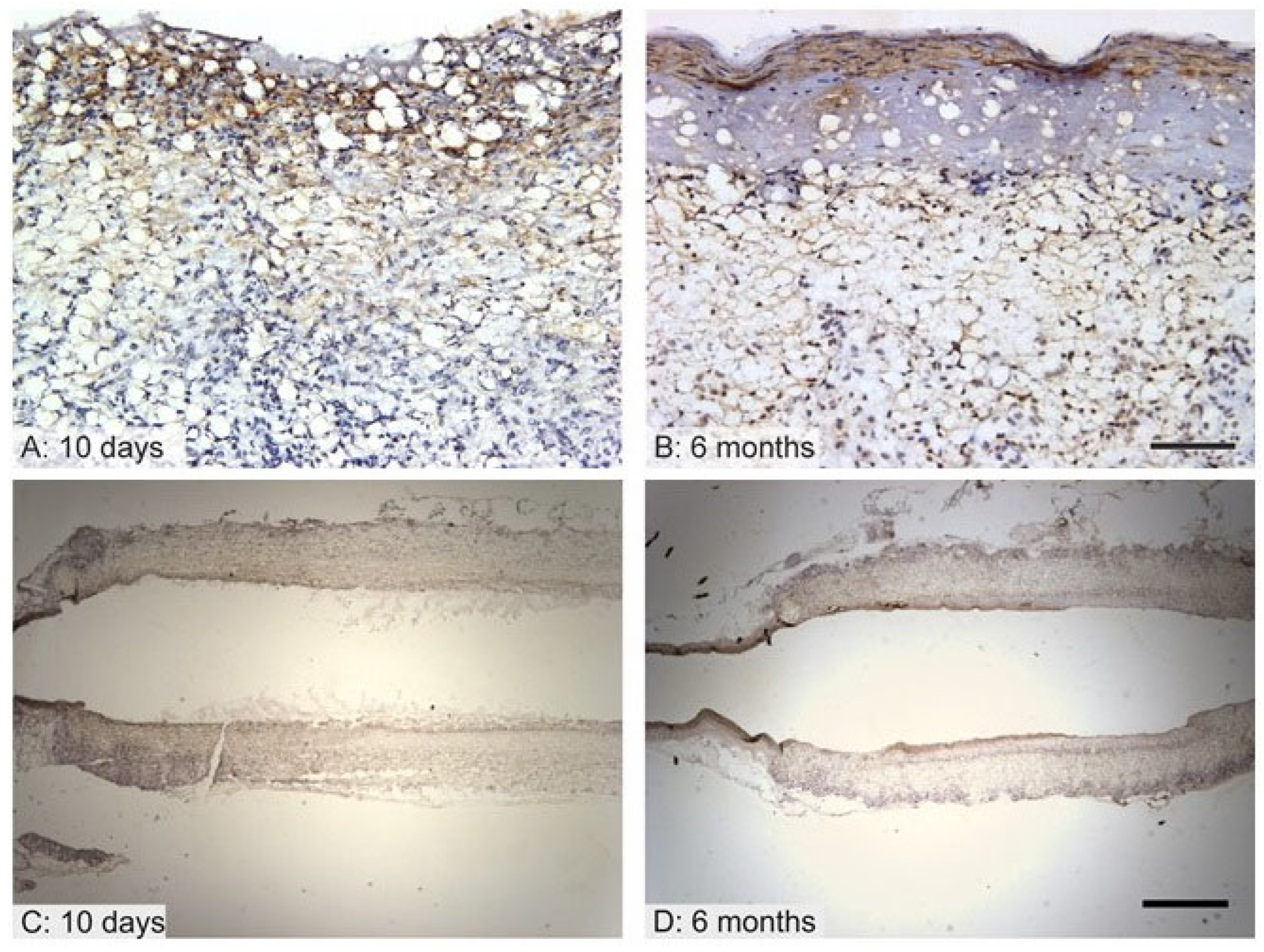 Jfb 14 00088 g005 Jfb 14 00088 g005