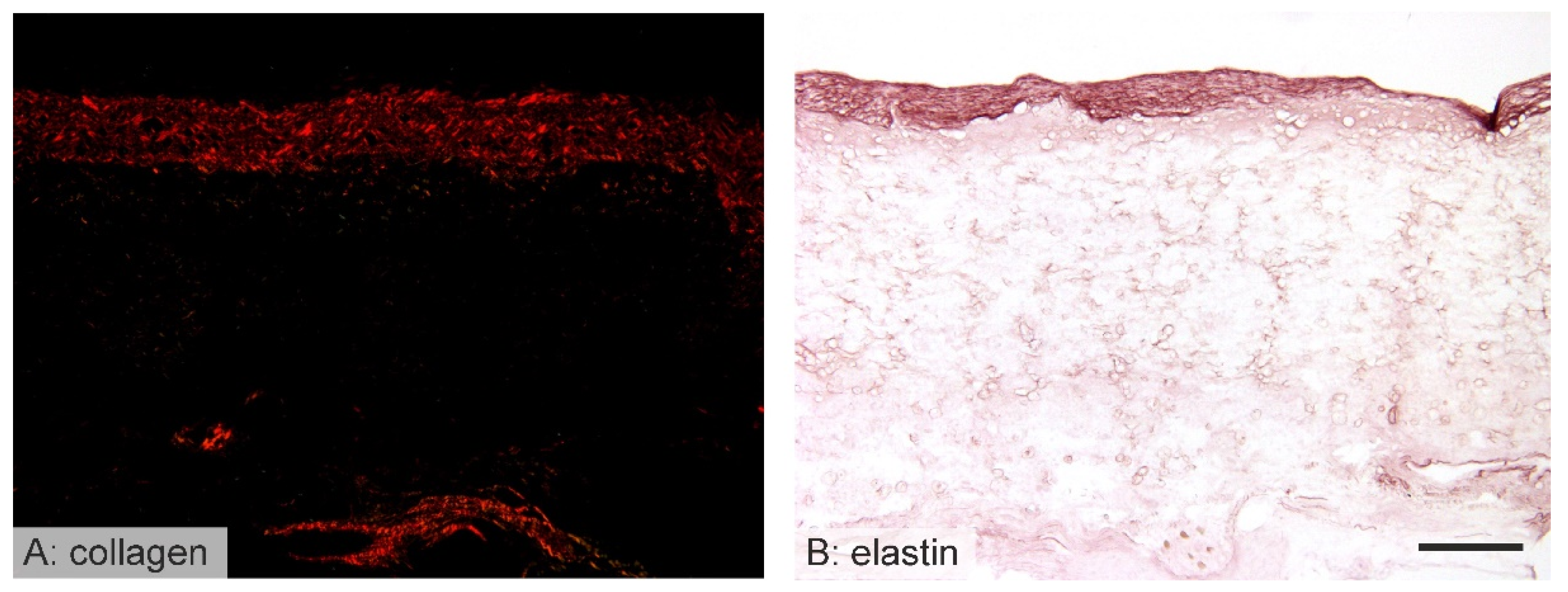 Jfb 14 00088 g006 Jfb 14 00088 g006