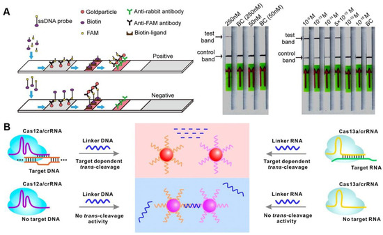 Towards Point of Care CRISPR-Based Diagnostics: From Method to Device