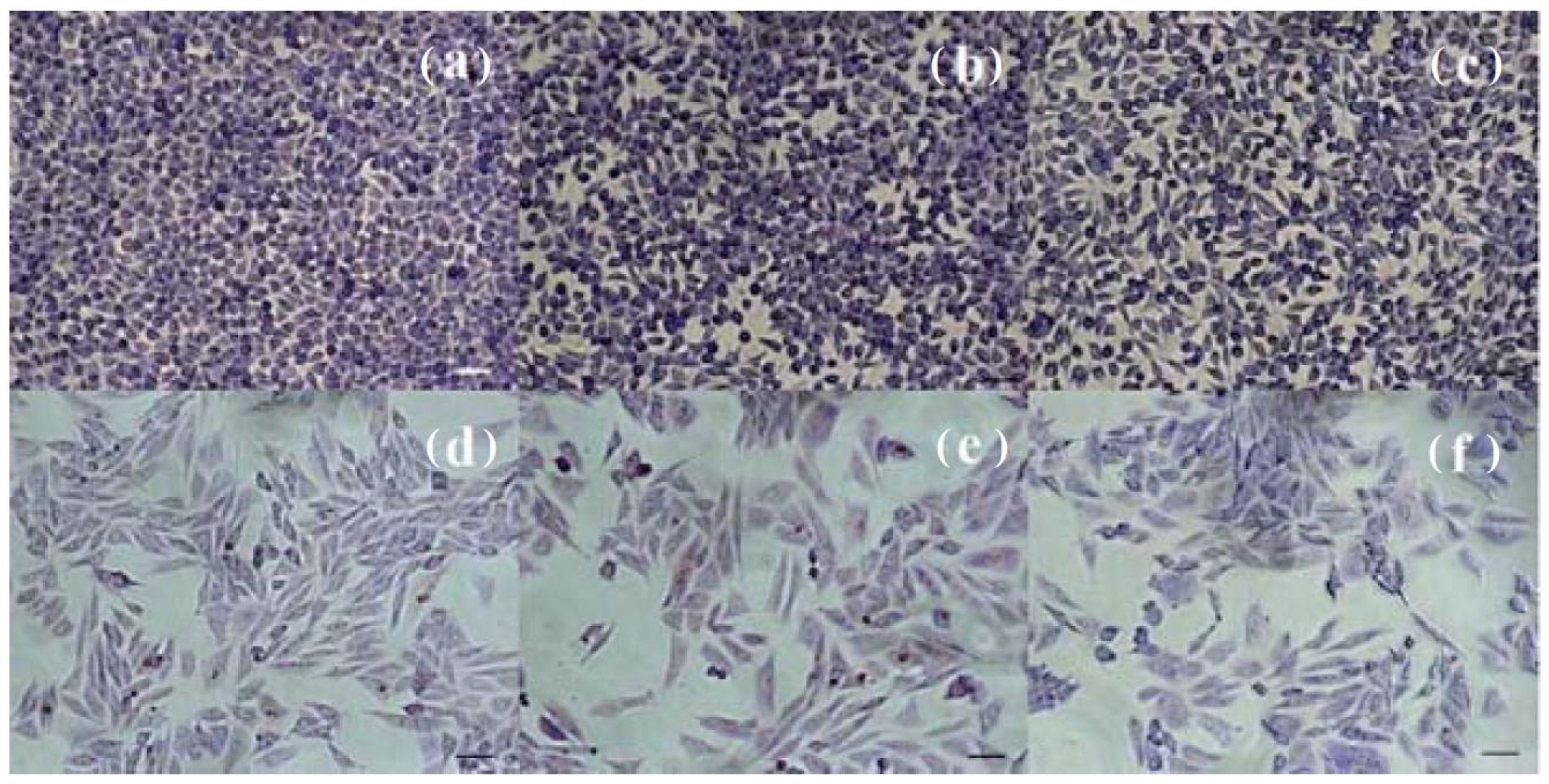 Jfb 14 00098 g013 Jfb 14 00098 g013