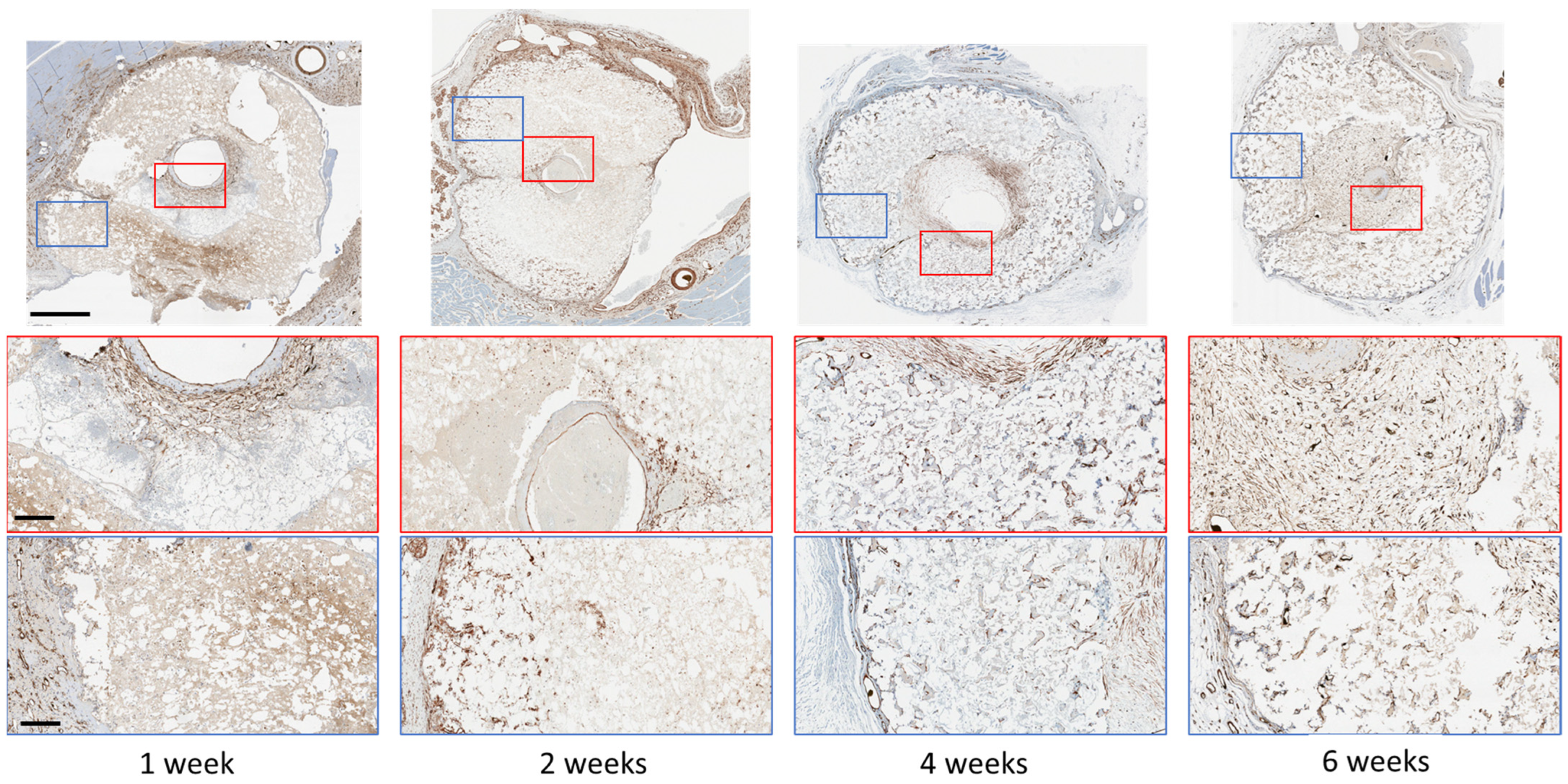 Jfb 14 00105 g003 Jfb 14 00105 g003