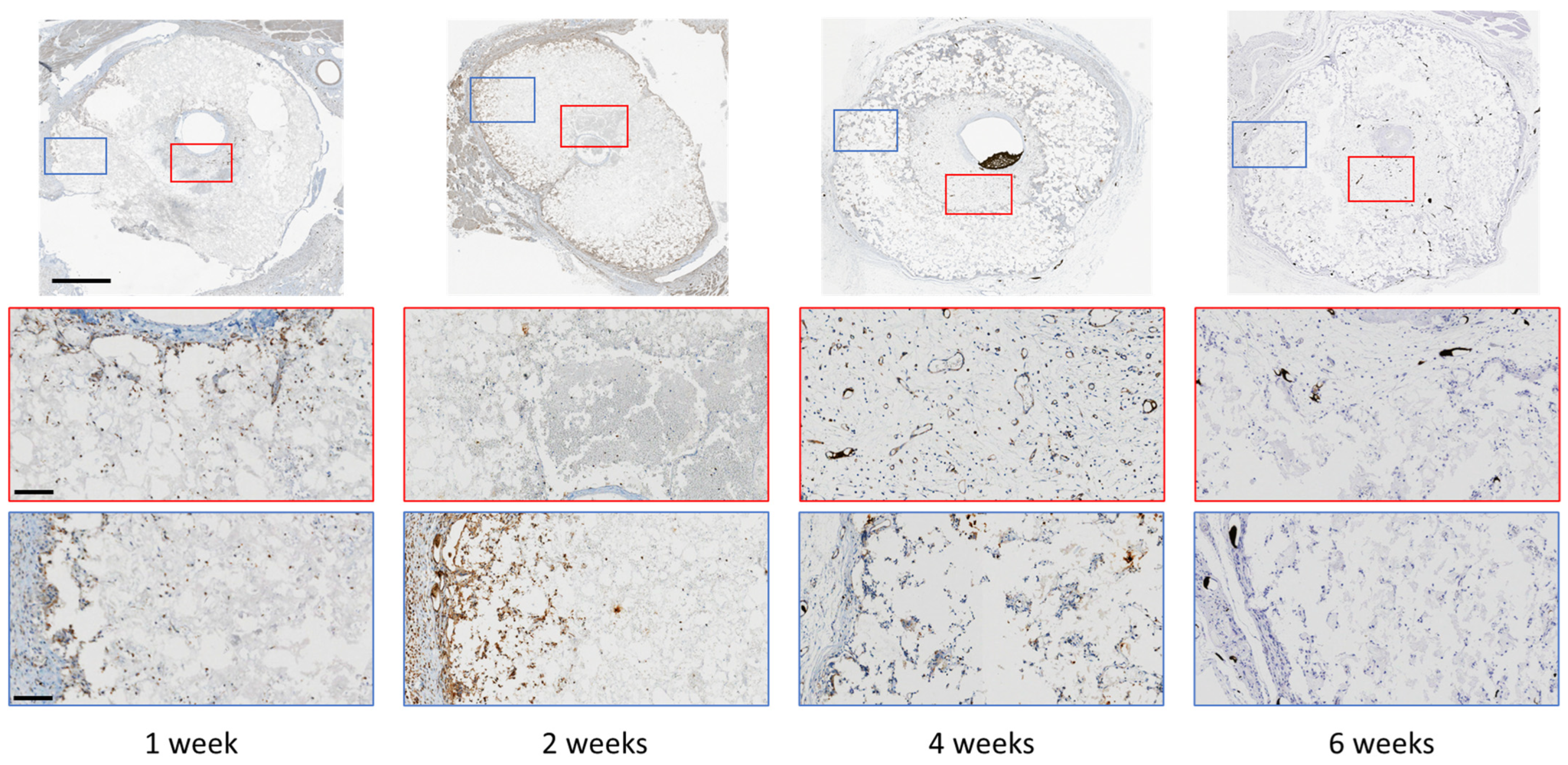 Jfb 14 00105 g005 Jfb 14 00105 g005