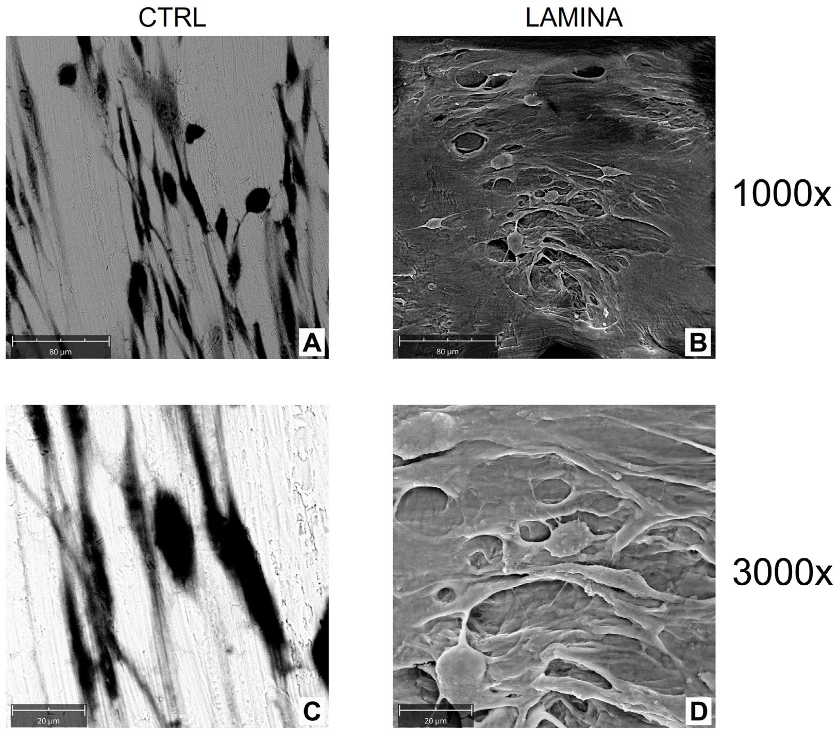 Jfb 14 00133 g005 Jfb 14 00133 g005